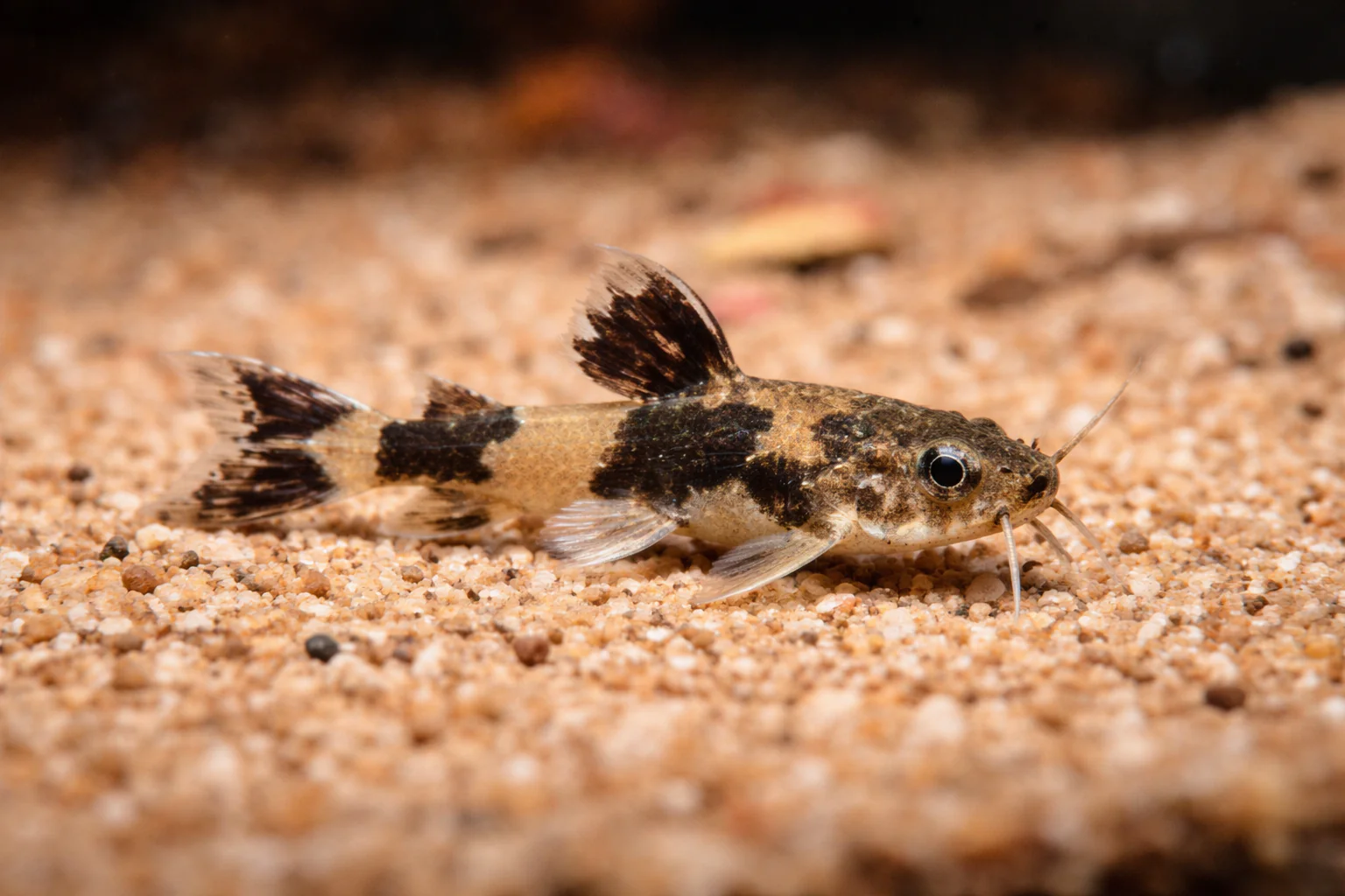 Akysis Preshadi Catfish (2-3cm)
