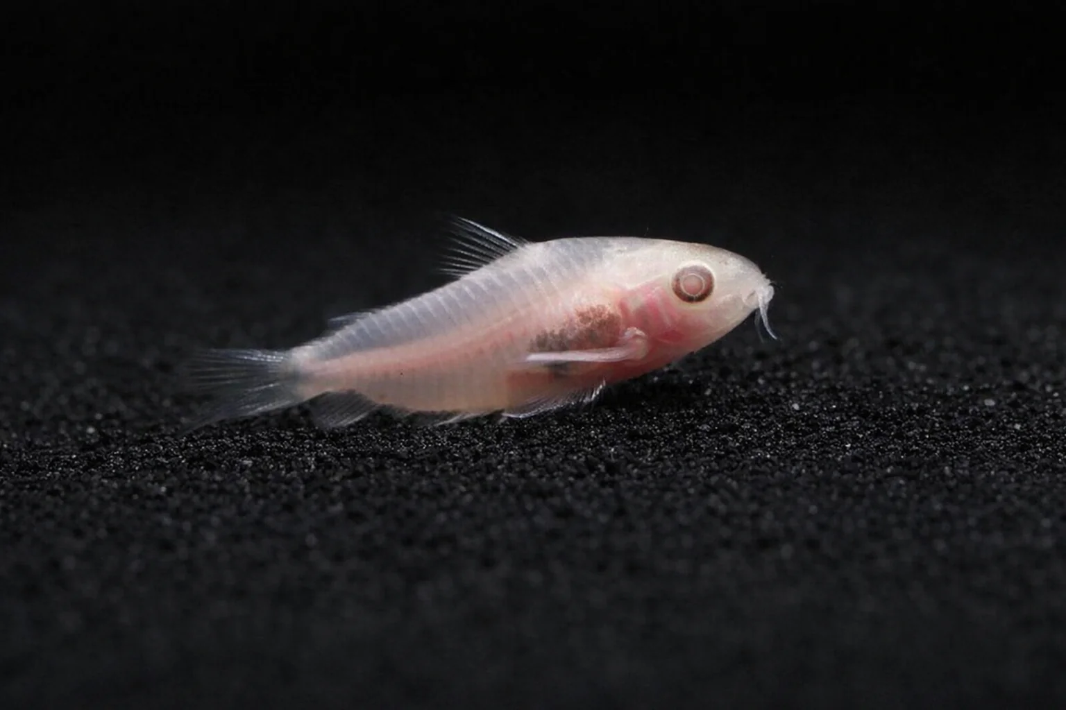 Albino Pygmy Corydoras