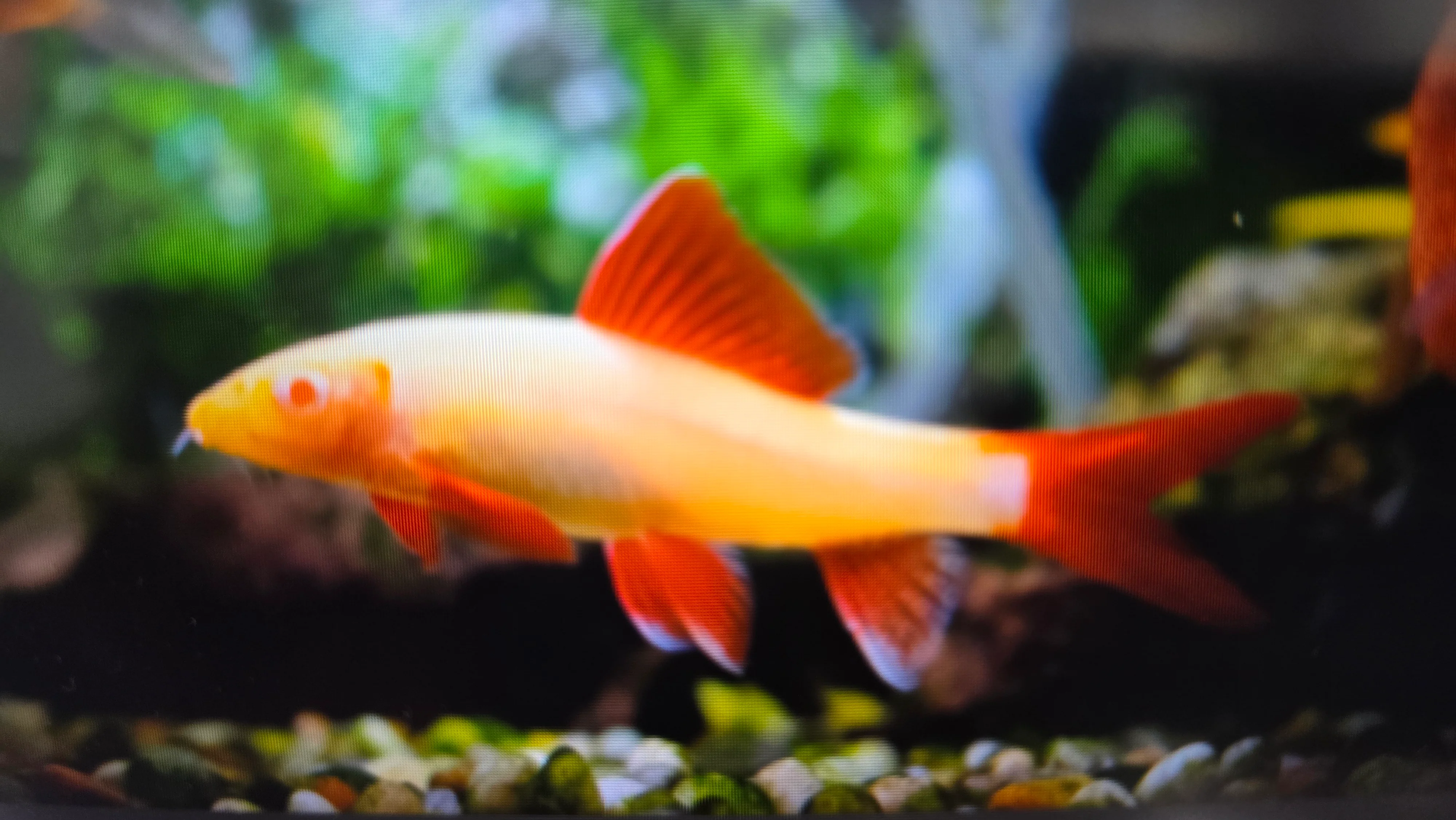 Albino Rainbow Shark 5cm
