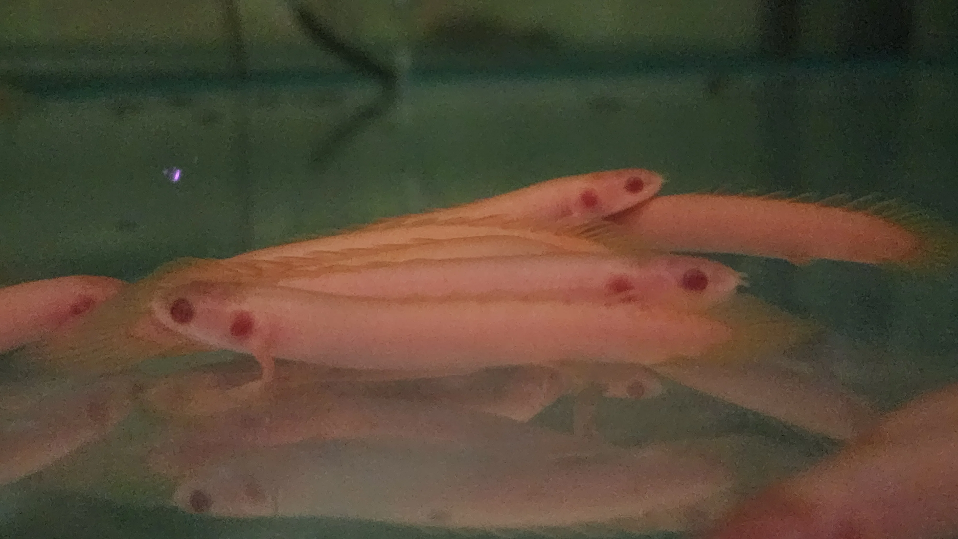Albino senegalus bichir 6-7cm - Image 2
