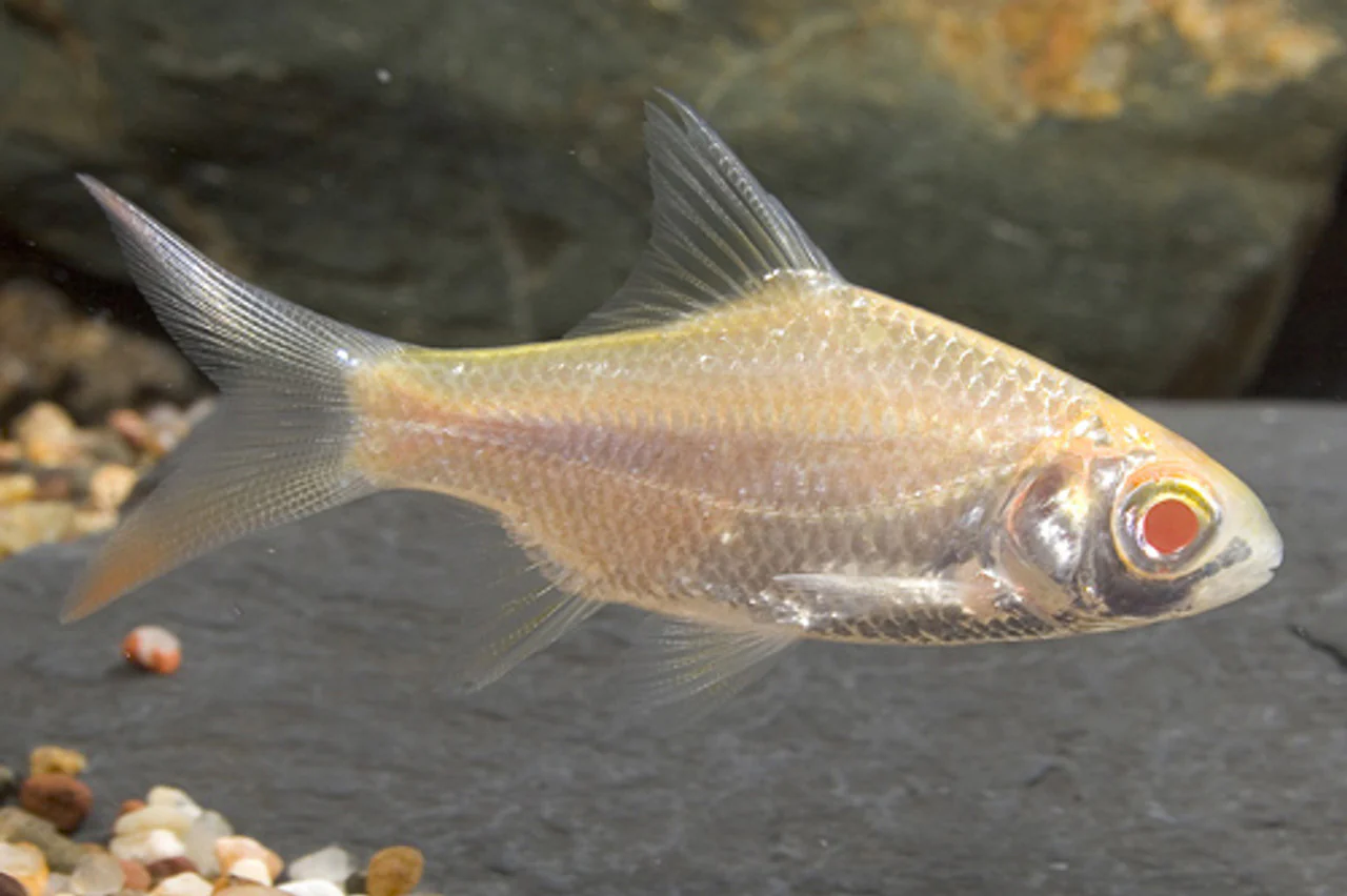 Albino tinfoil barb 8-10cm