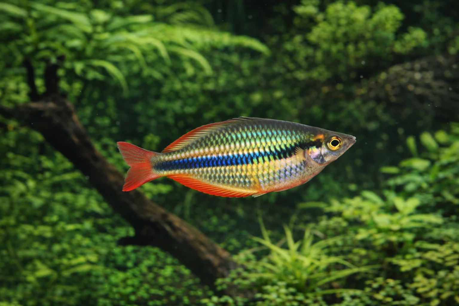 Alleni rainbowfish 4-5cm