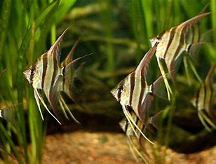 Altum angelfish 5-6cm