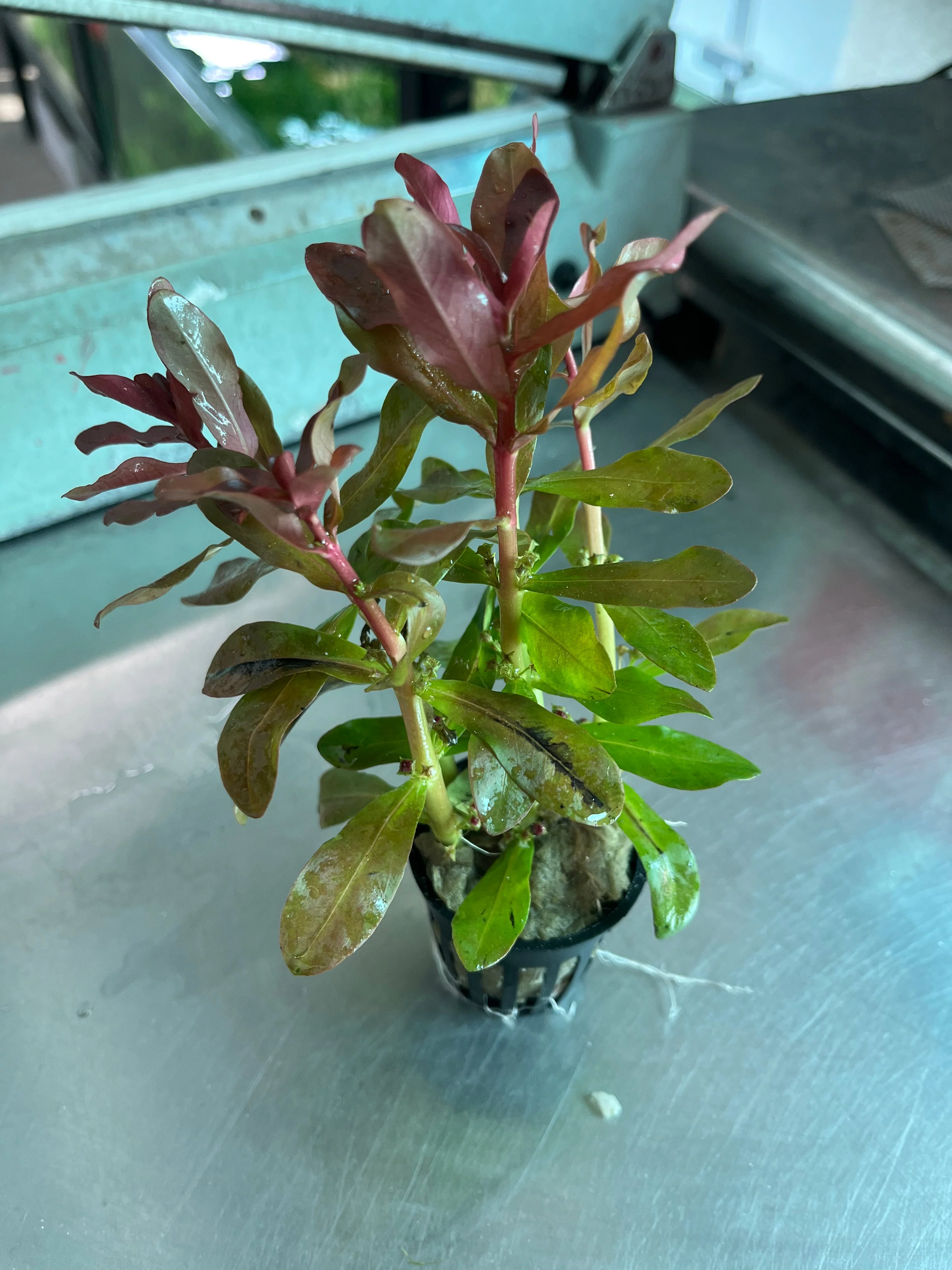 Ammannia Senegalensis Vibrant Red Aquatic Plant Midground Aquarium Decor - Image 2