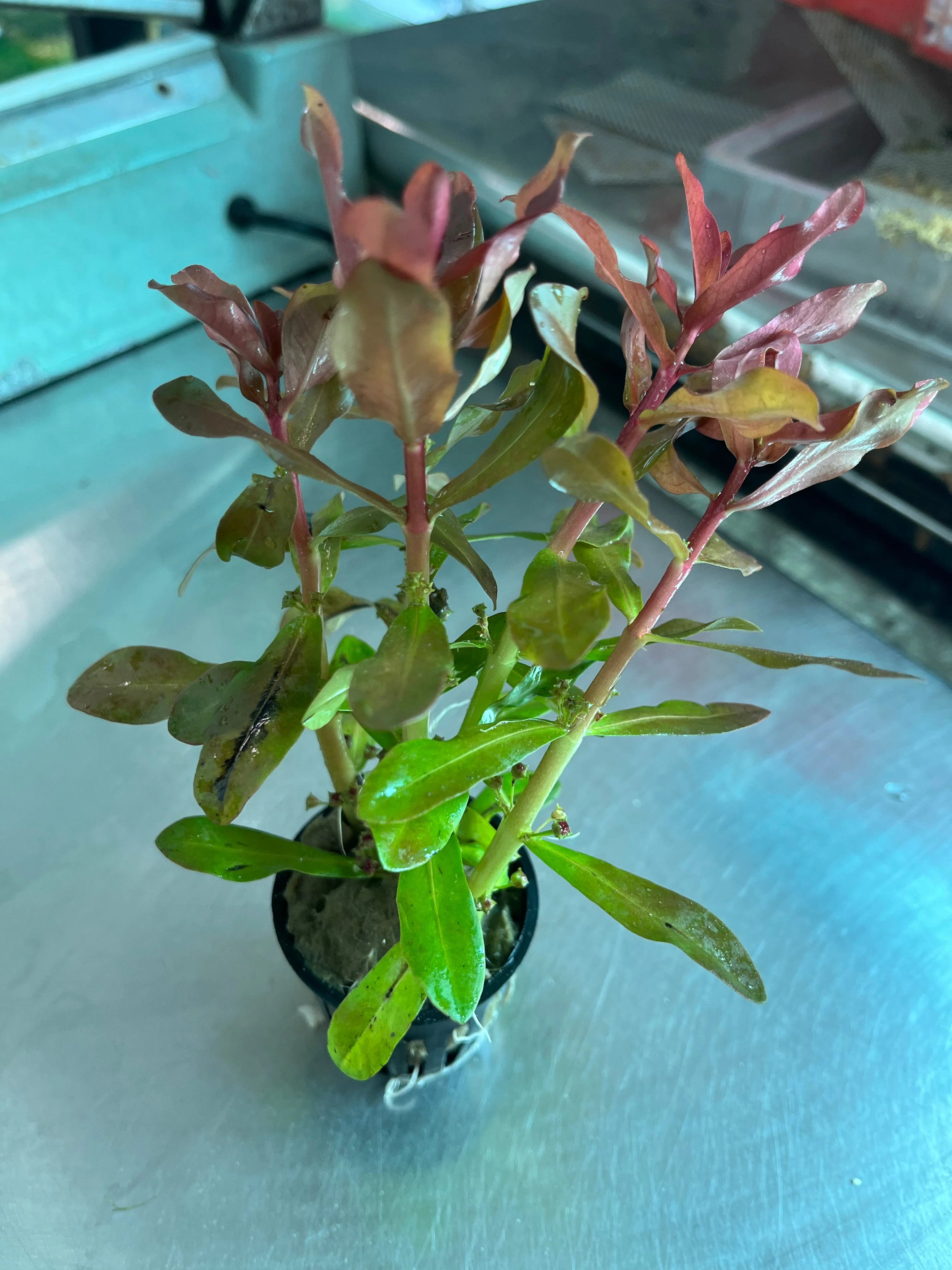 Ammannia Senegalensis Vibrant Red Aquatic Plant Midground Aquarium Decor - Image 3