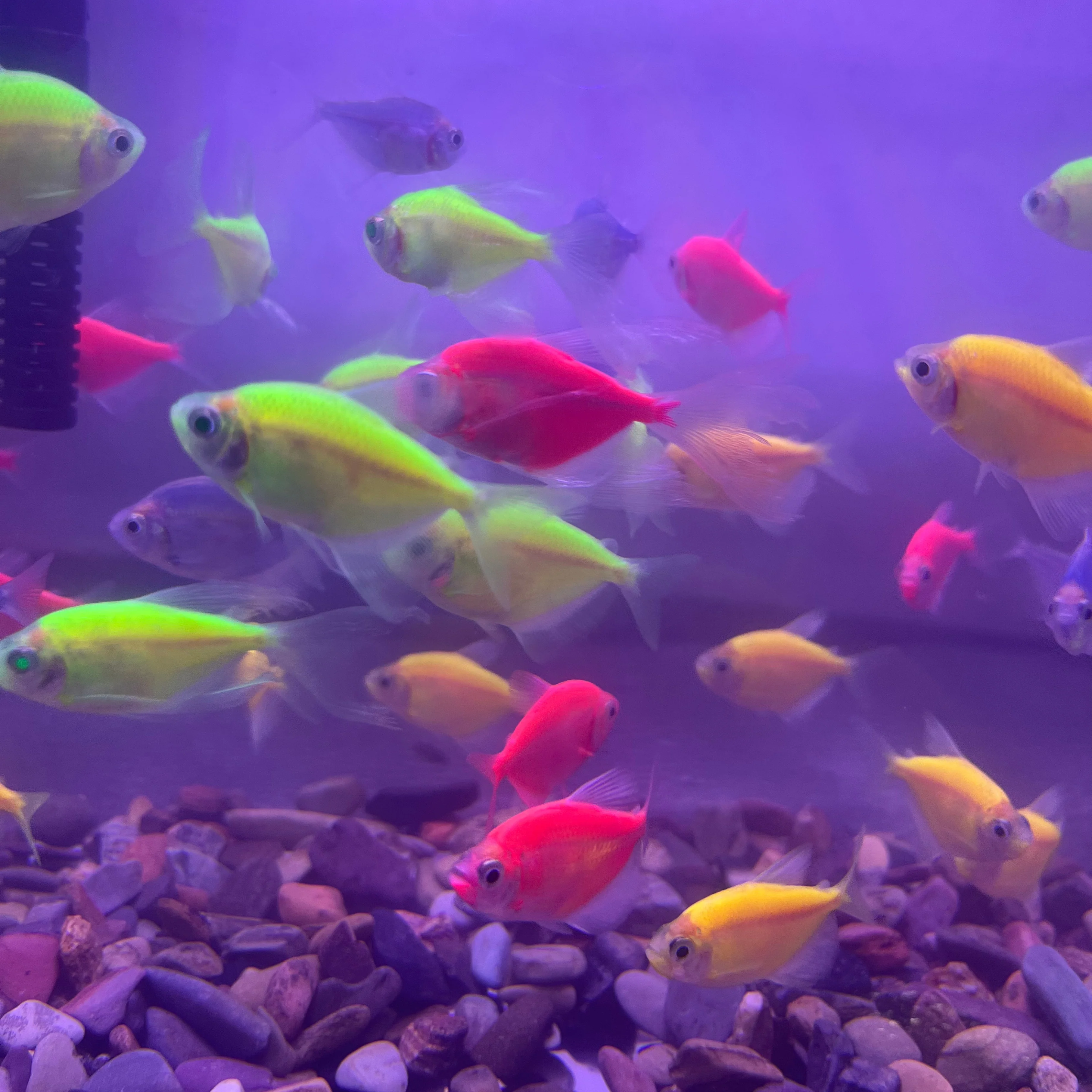 AquaFlow Aquarium Kit - Image 4
