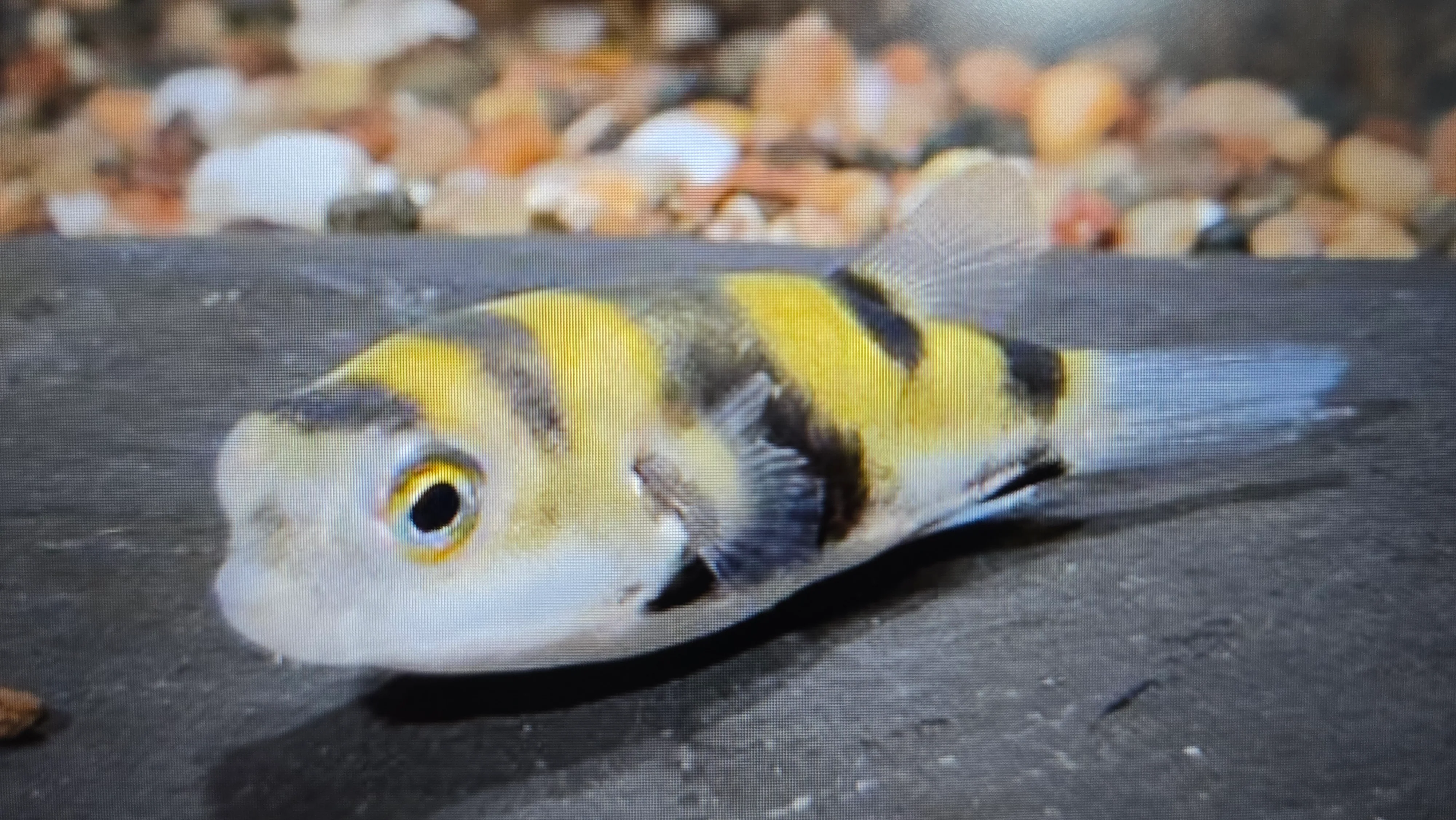 Asell puffer 4-6cm