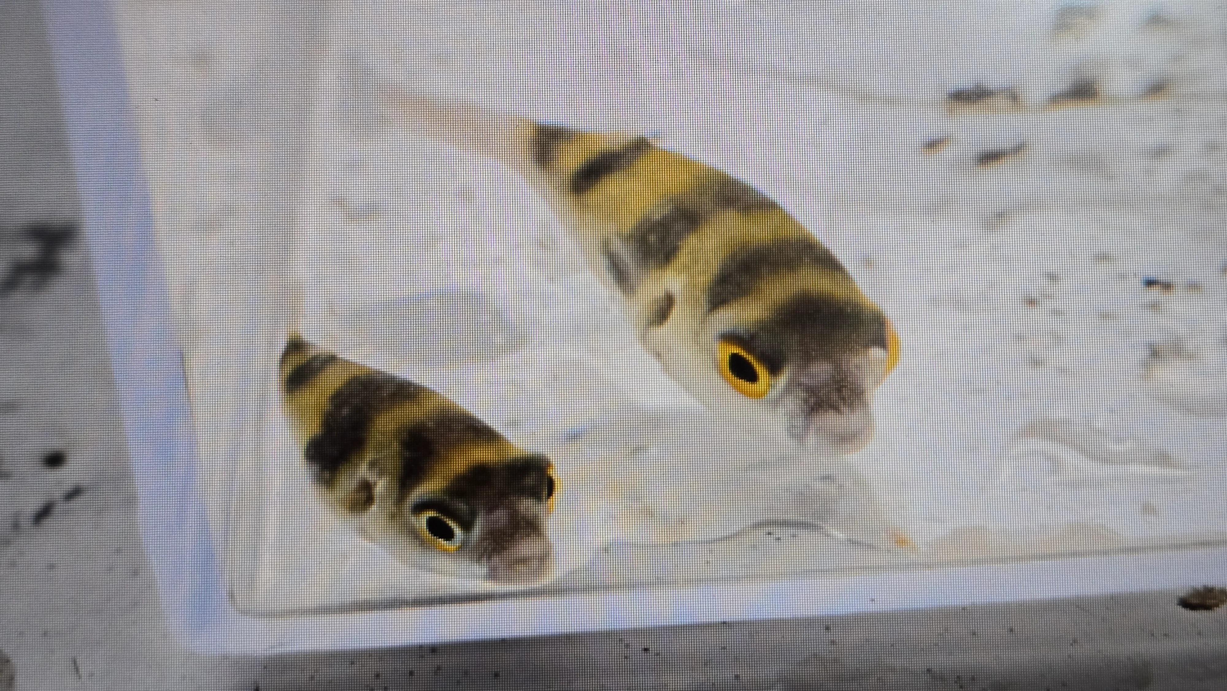 Asell puffer 4-6cm - Image 2