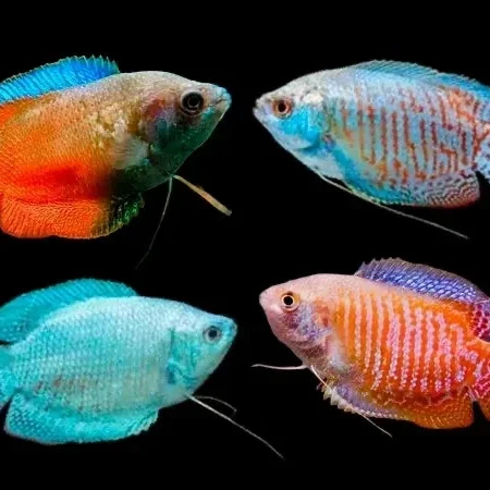 Assorted Colisa Gourami (4cm)
