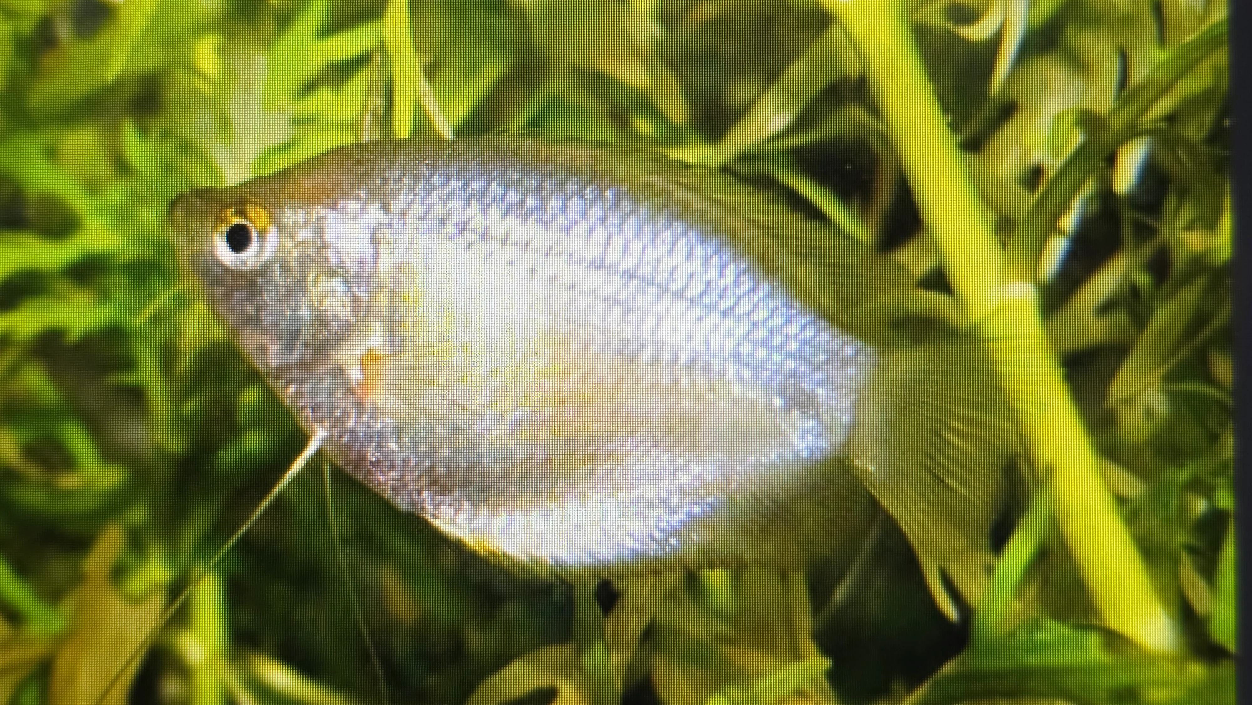 Assorted Colisa Gourami (4cm) - Image 3