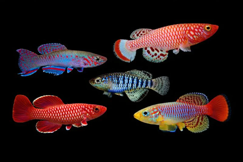 Assorted killifish 3-4cm