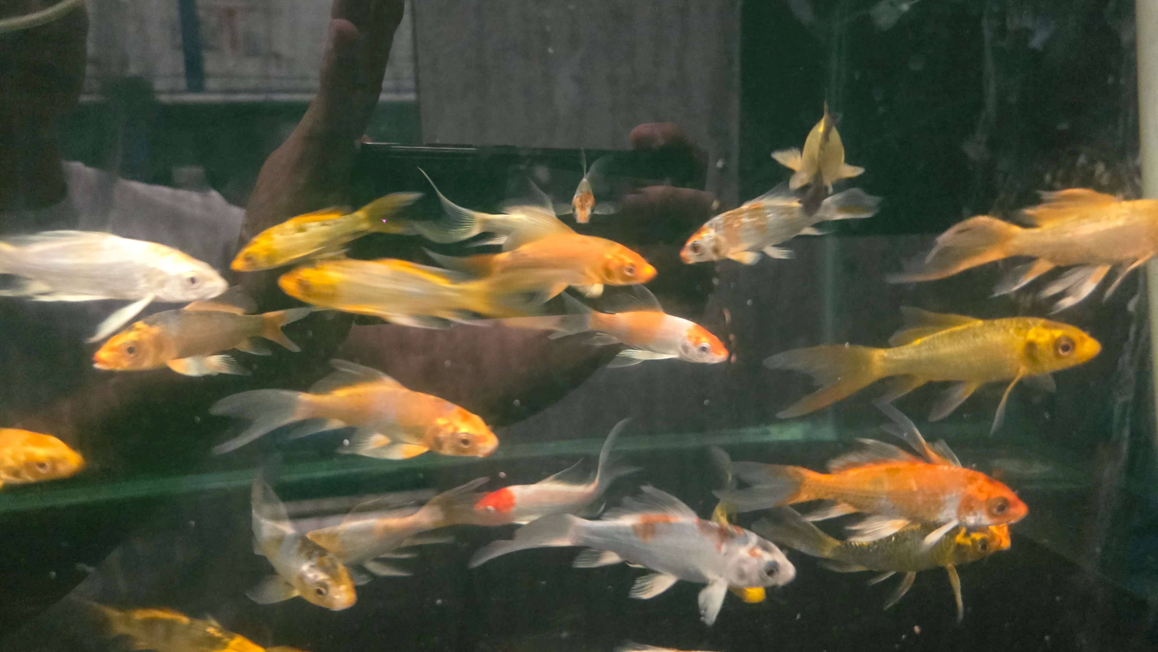Assorted longfin koi - Image 2