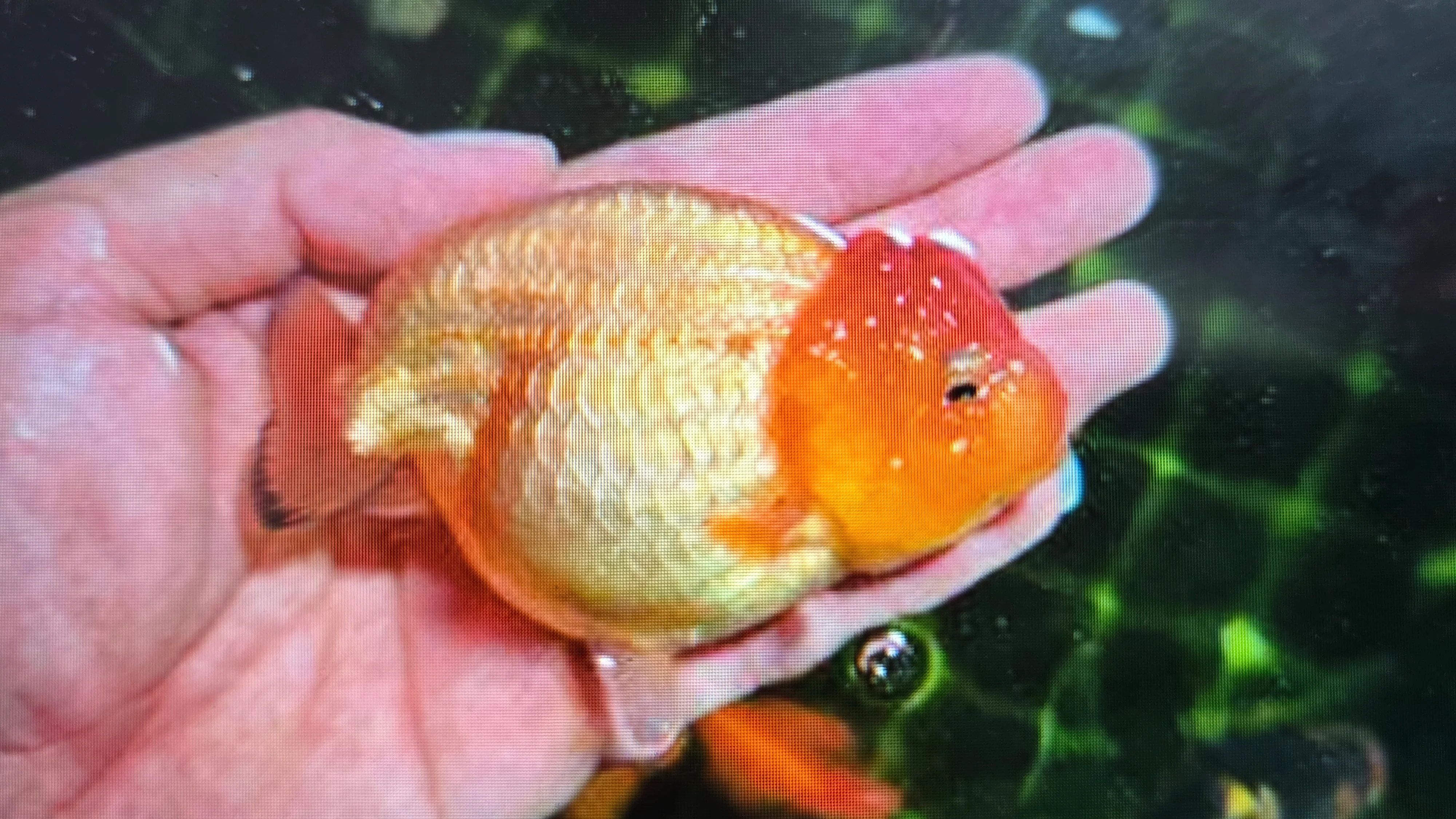 Assorted Ranchu Goldfish - Image 2