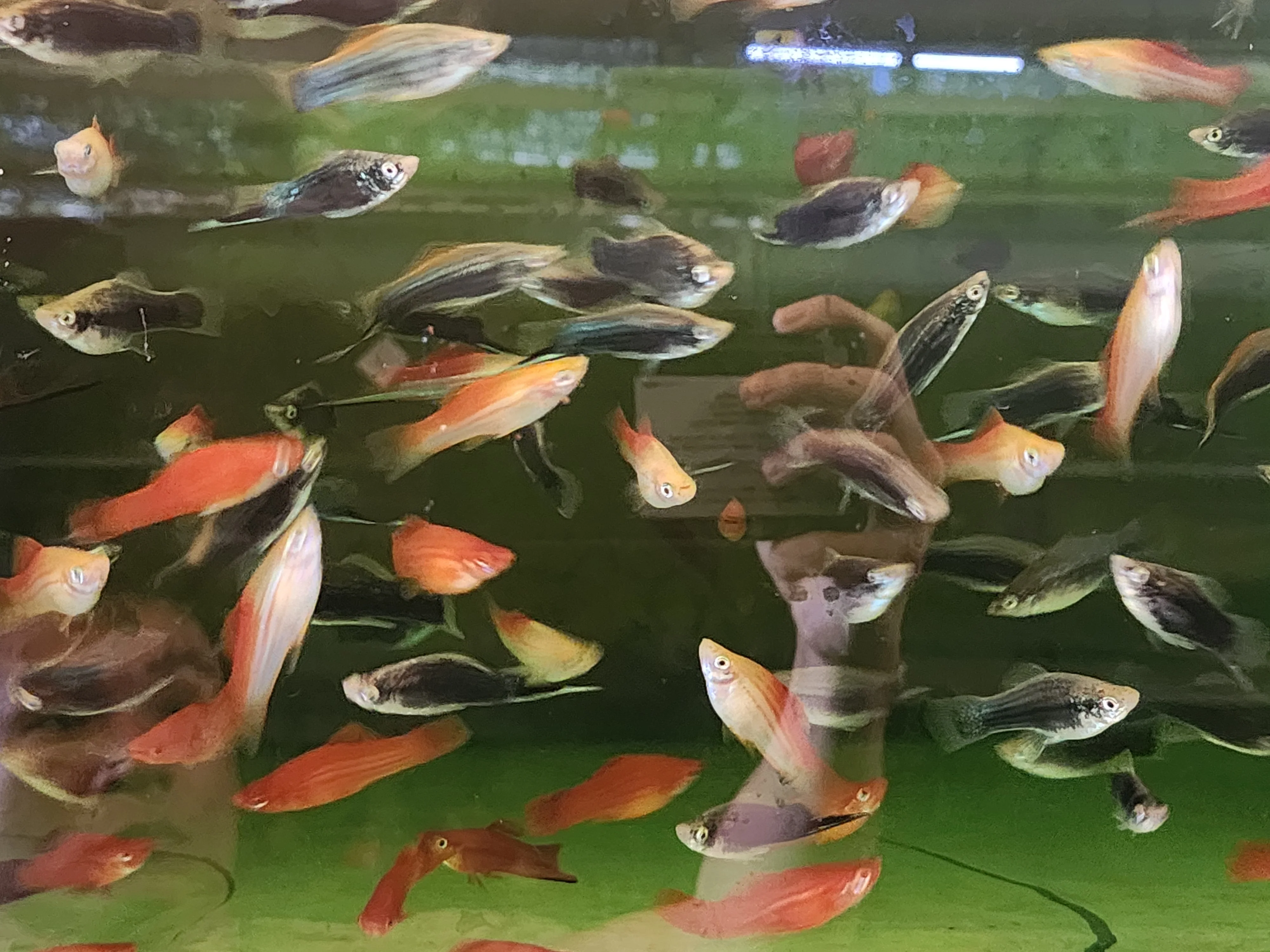 Assorted swordtails 4cm - Image 2