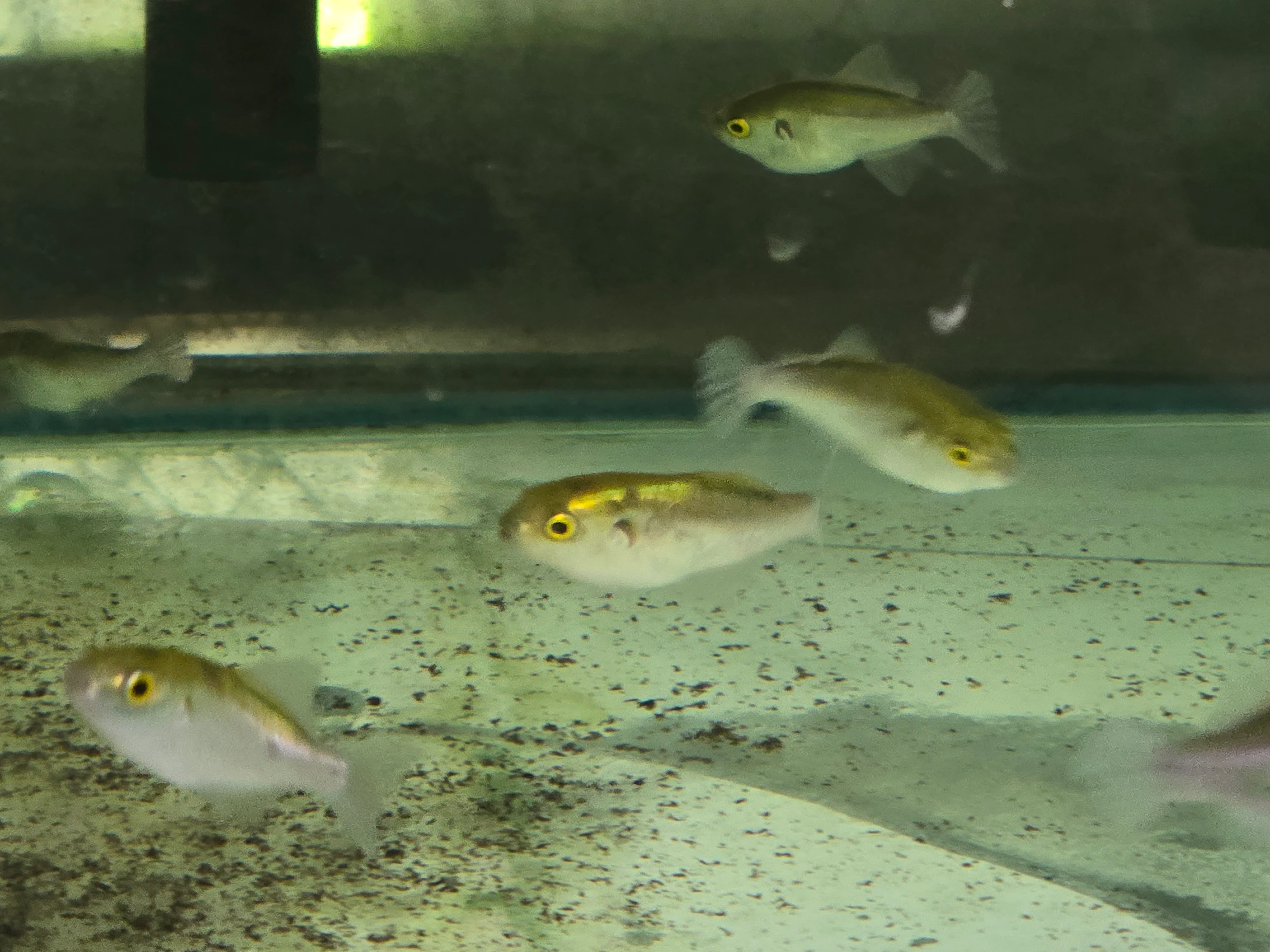 Avocado puffer 5-6cm