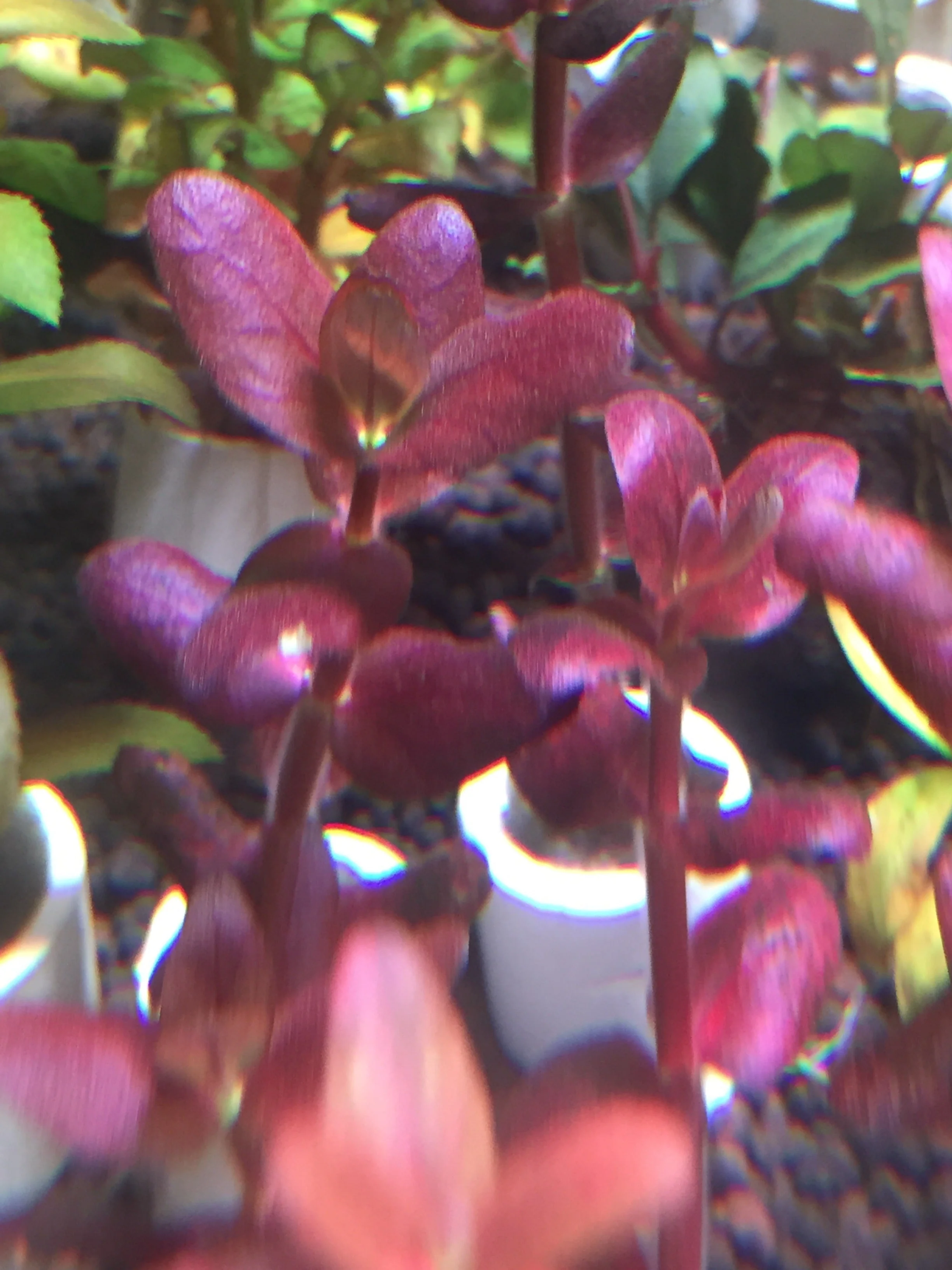 Bacopa Salzmannii Araguaia Purple Live Aquarium Plant Easy Care Midground Background - Image 3