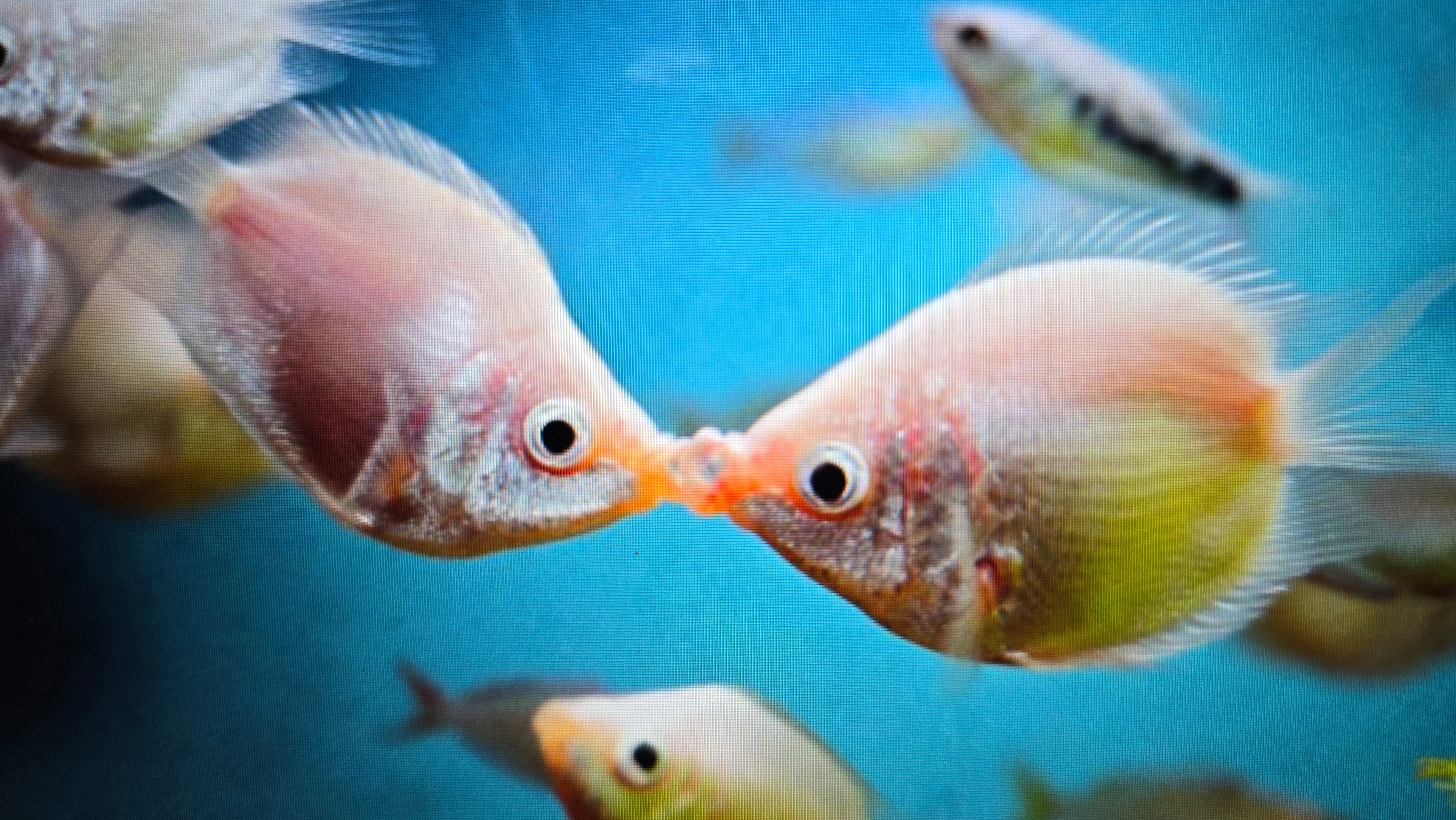 Balloon Kissing gourami 4-5cm - Image 2