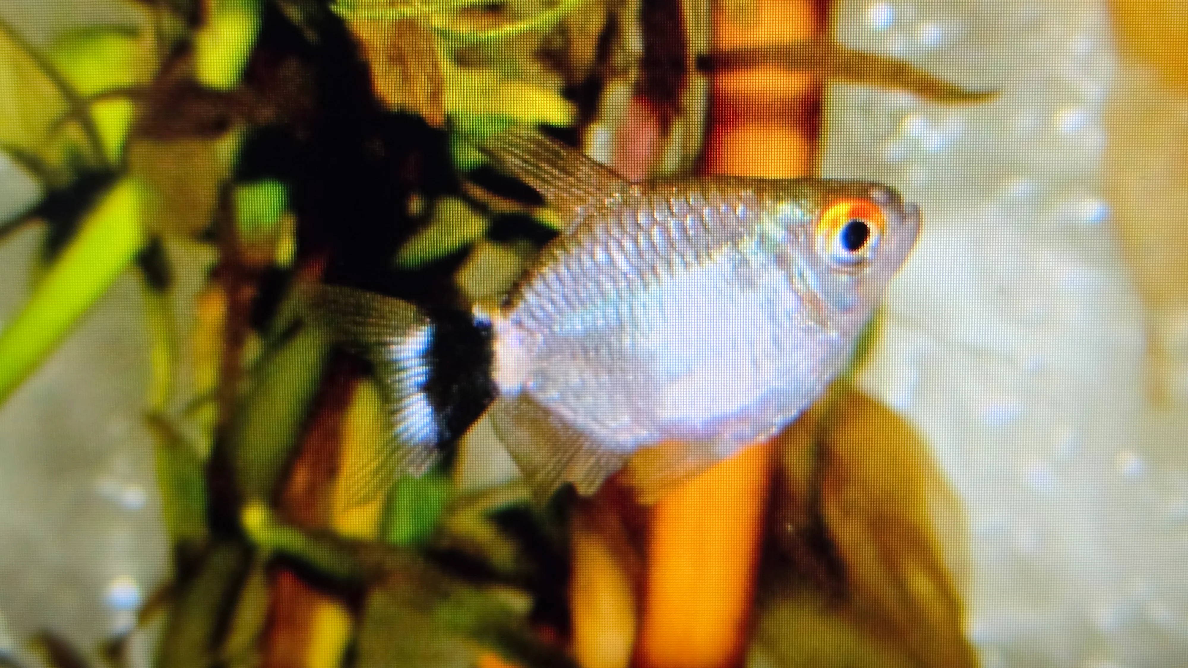 Balloon red eye tetra 2cm - Image 2