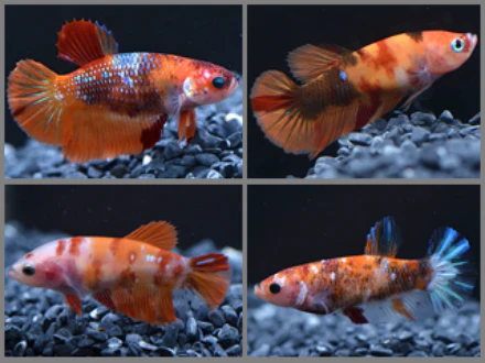Betta female HMPK Candy nemo 3cm