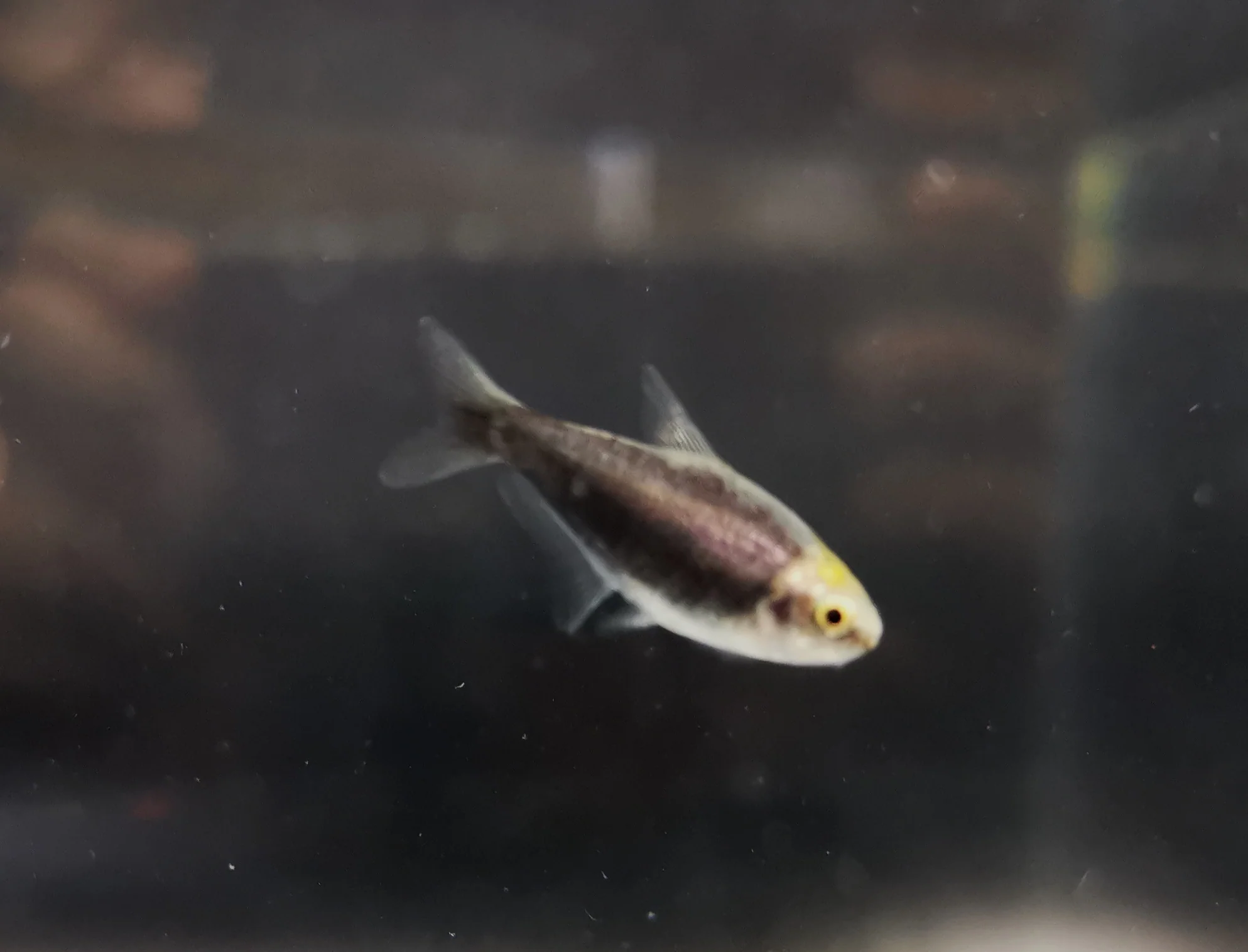 Black Emperor tetra 2.5cm - Image 3