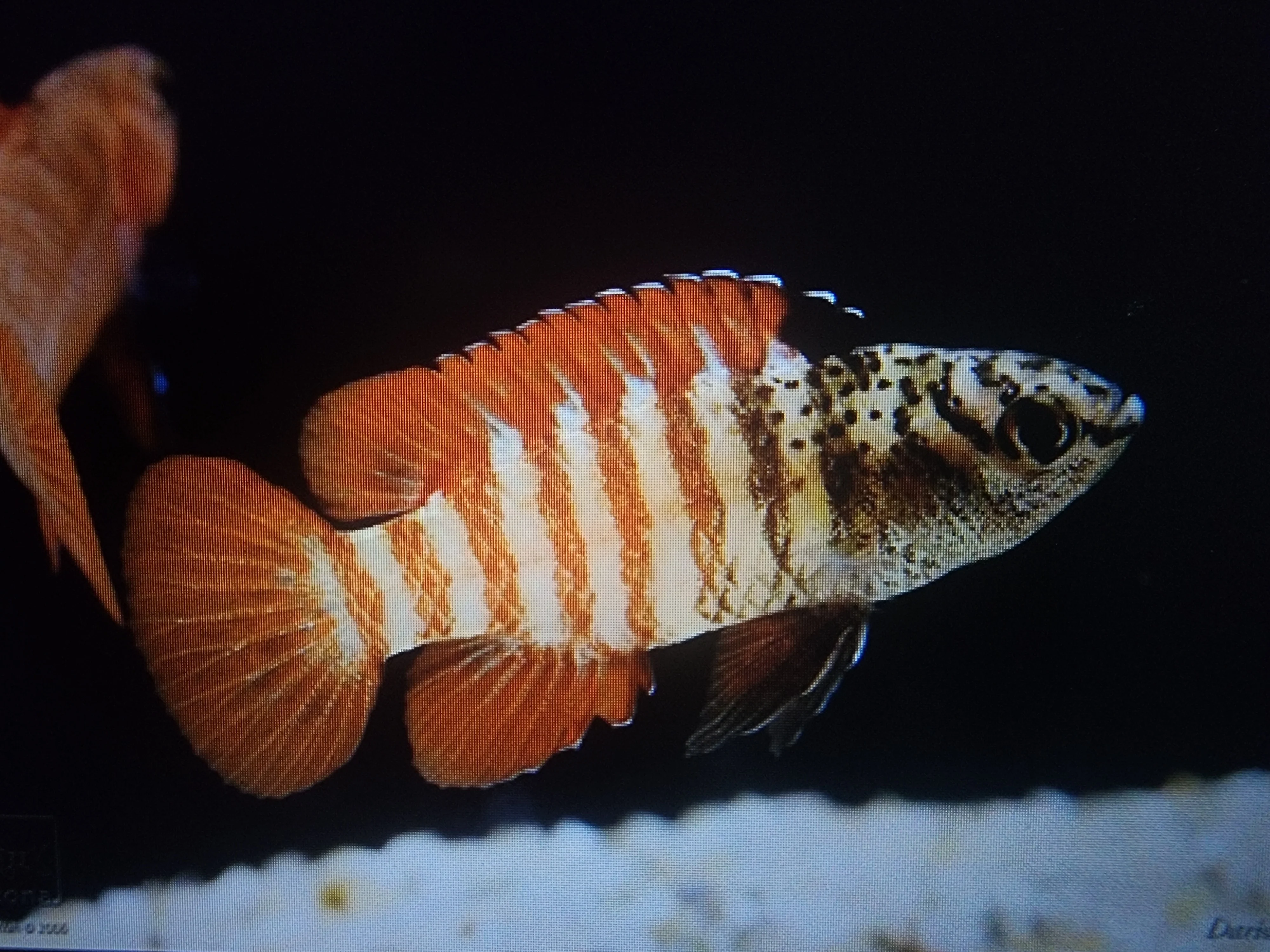 Black tiger dario 2cm