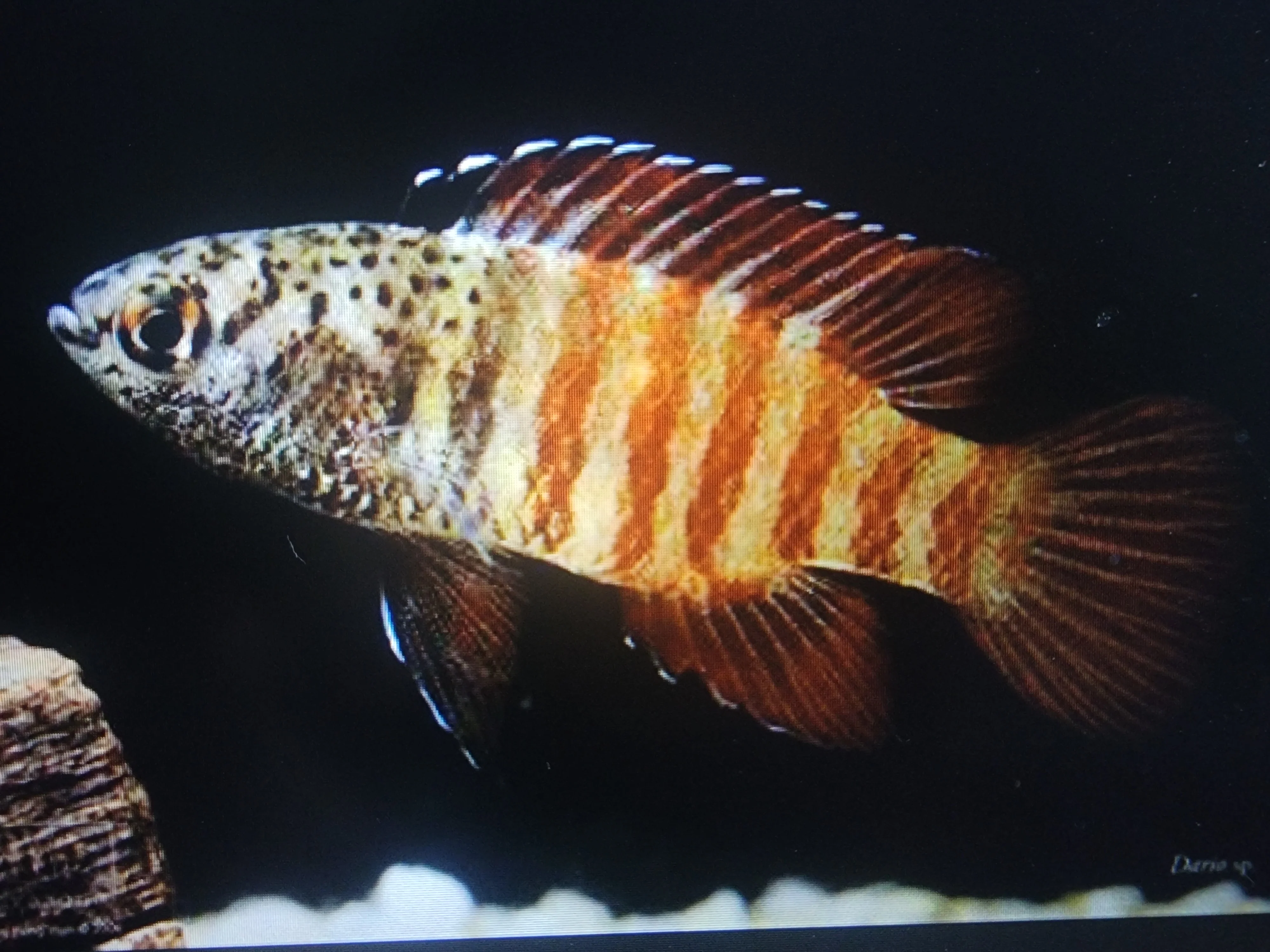 Black tiger dario 2cm - Image 2