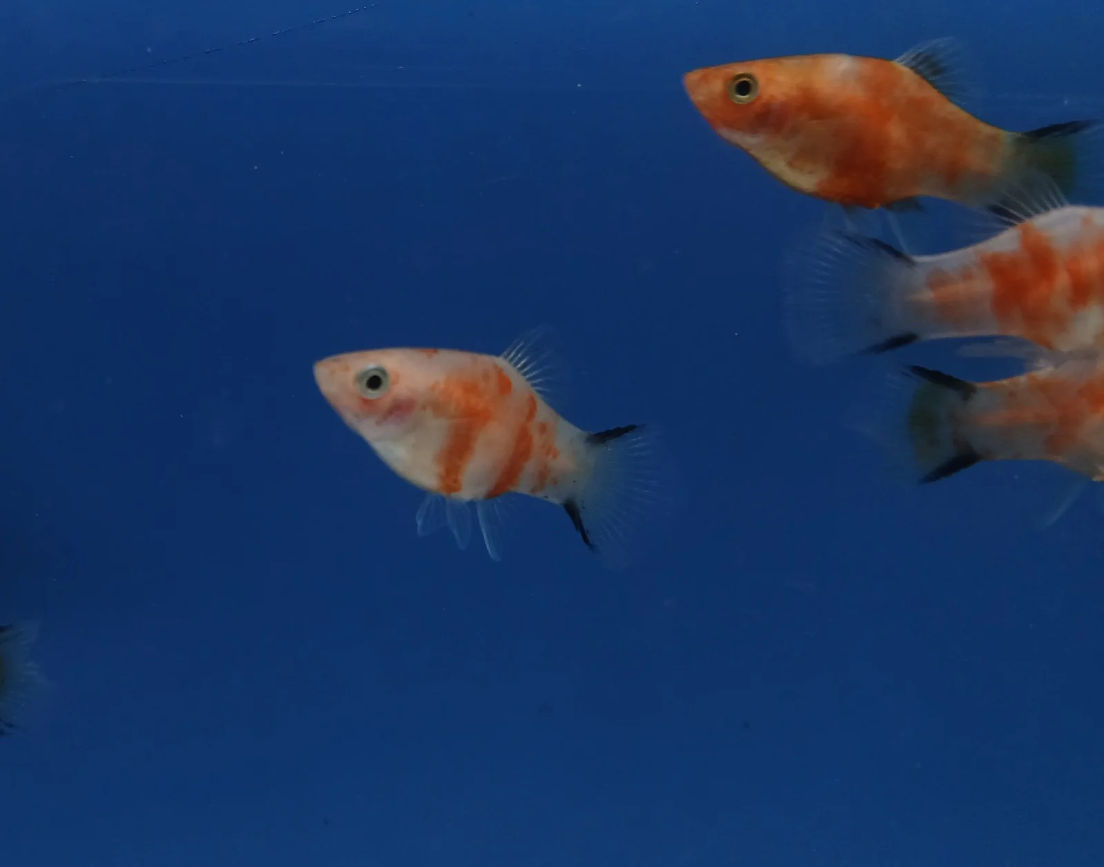 Red tiger Comet platy 3cm
