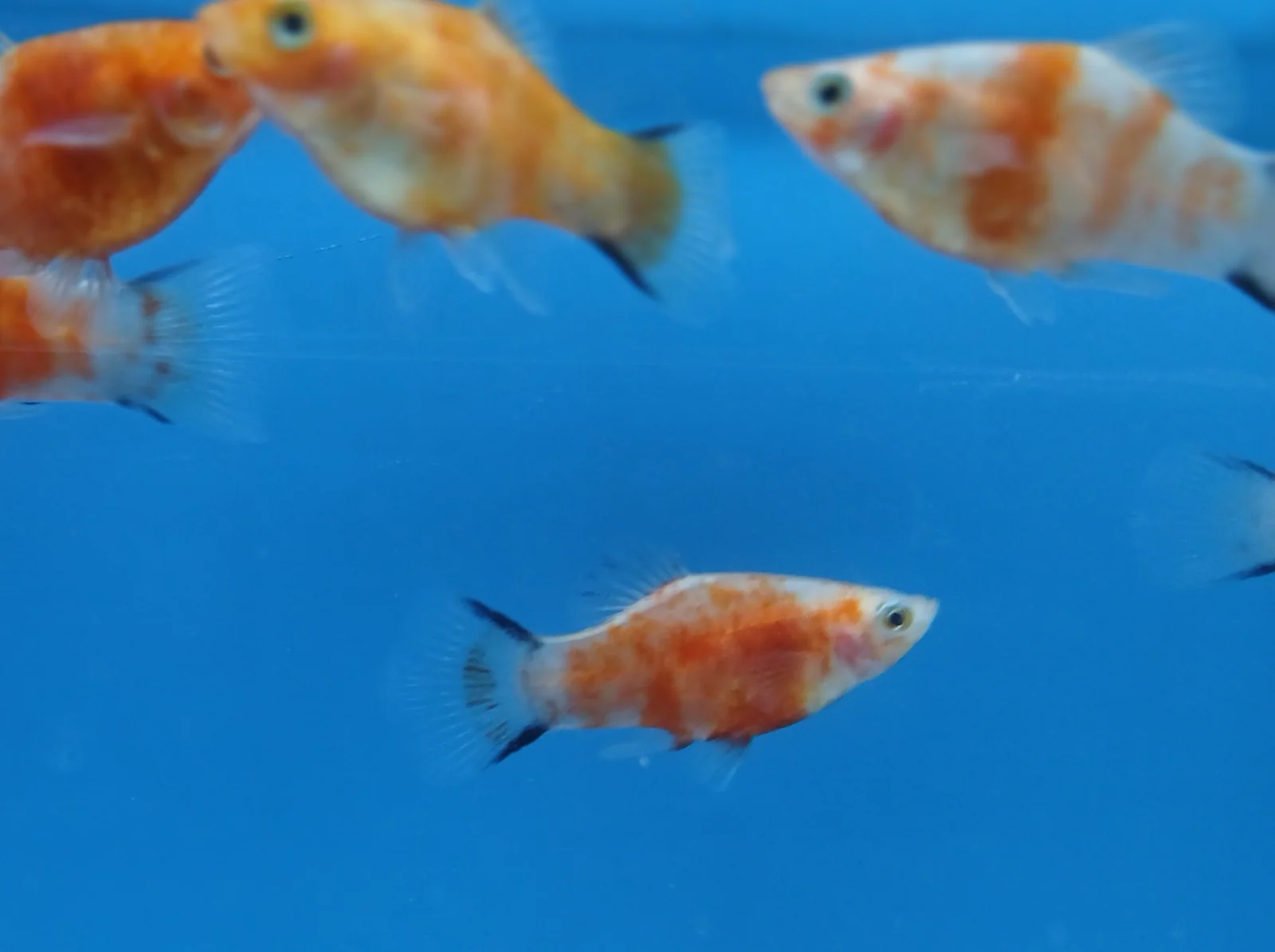 Red tiger Comet platy 3cm - Image 2