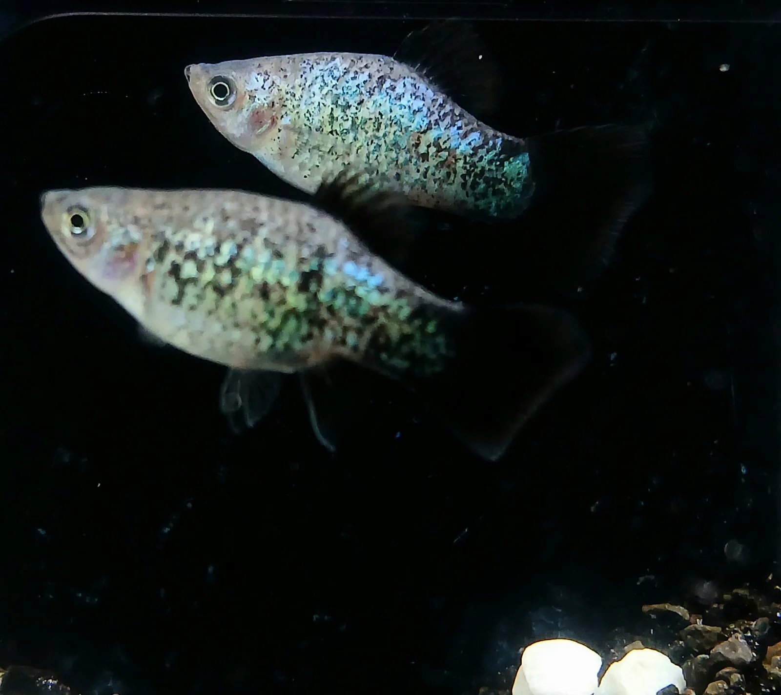 Blue calico wagtail platy