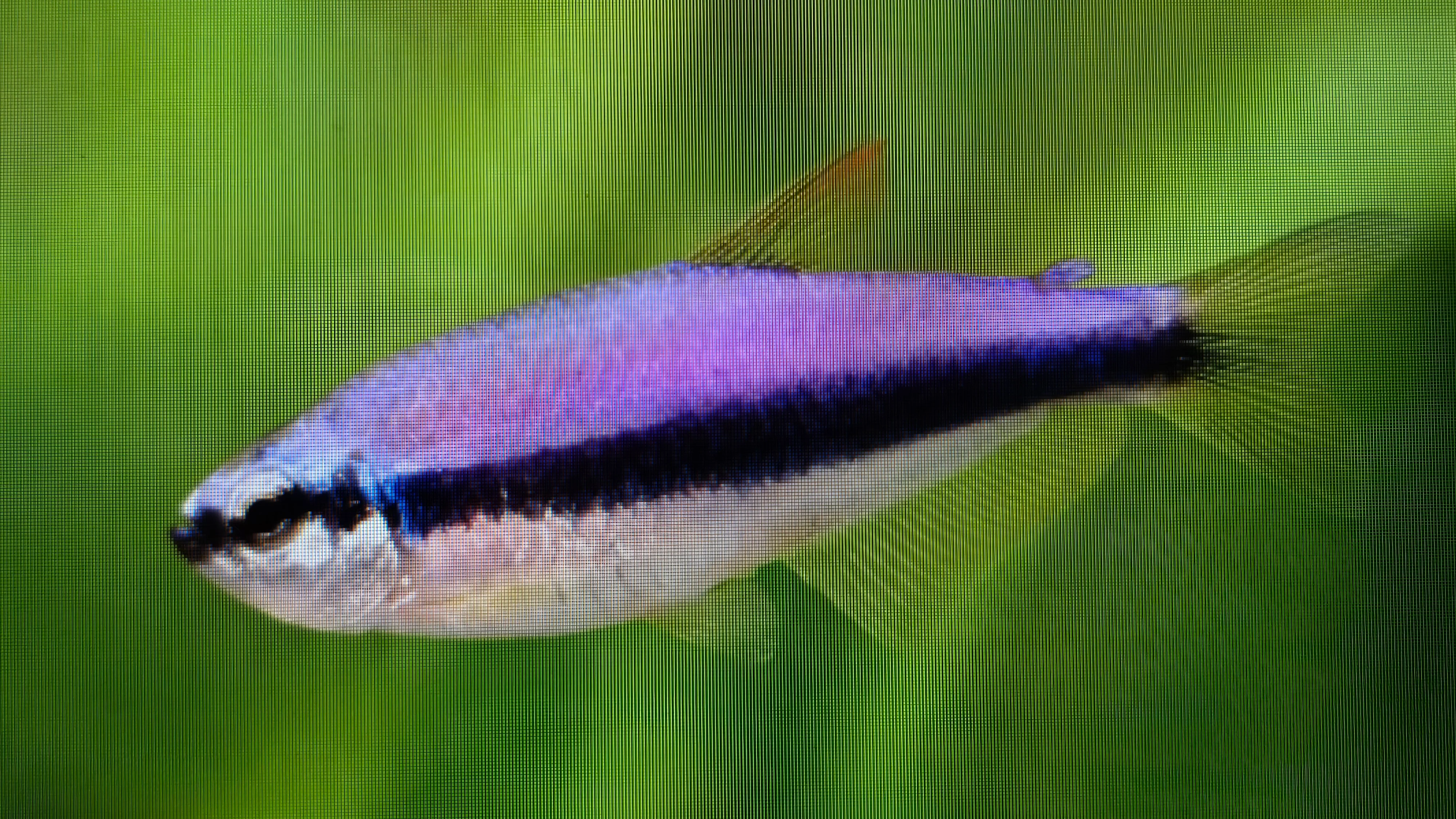 Blue emperor tetra 2.8cm - Image 2