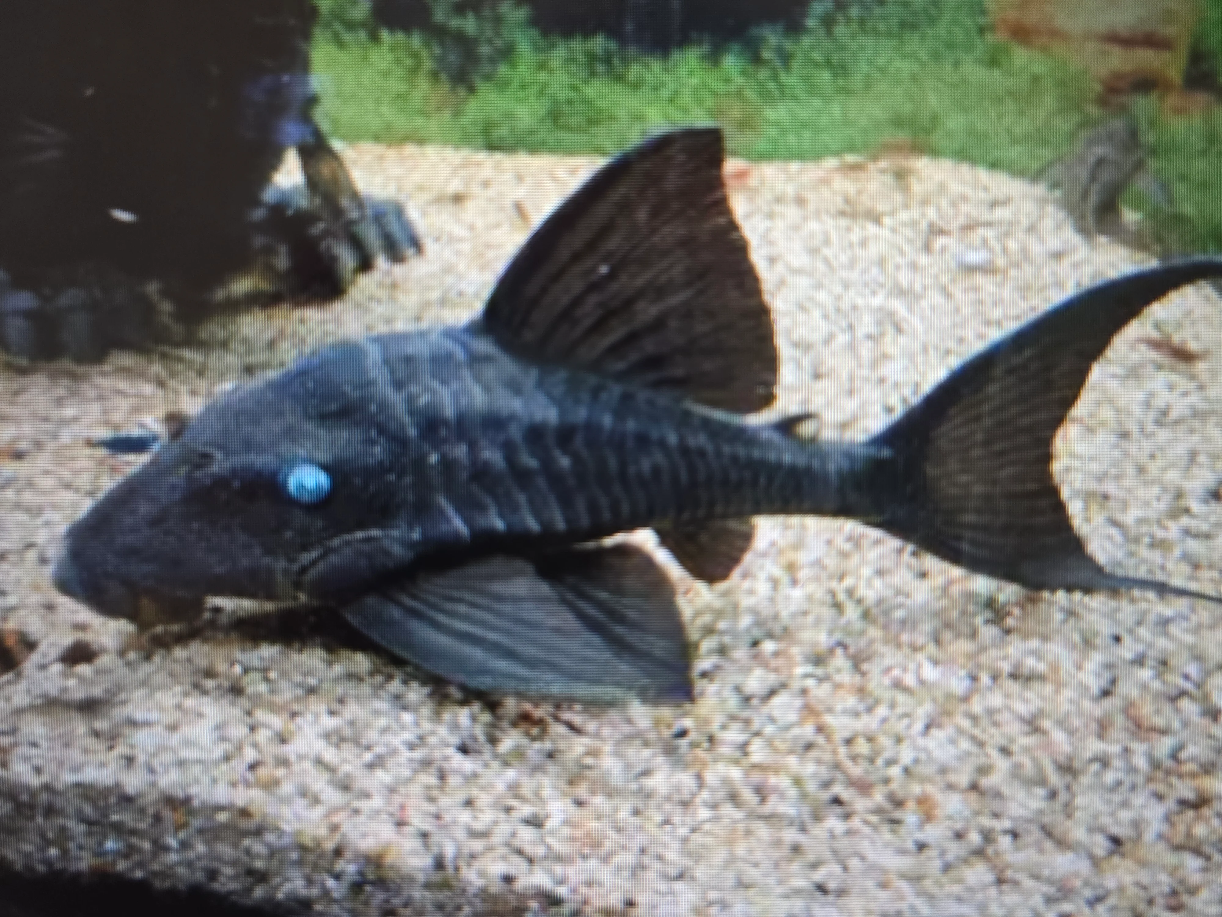 Blue eye pleco 20-25cm - Image 2