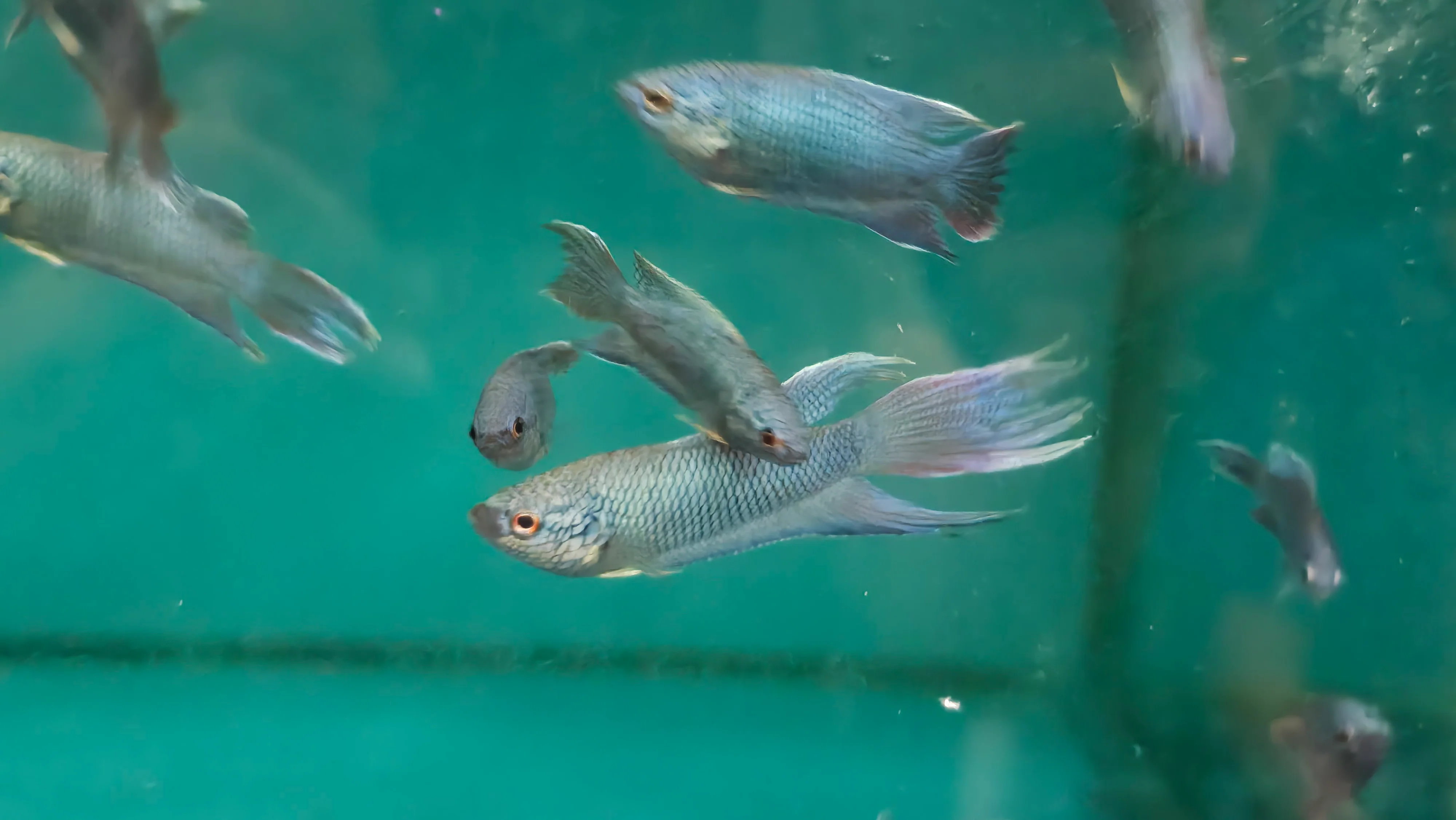 Blue paradise fish 4cm - Image 2