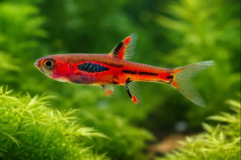 Boraras merah 1cm