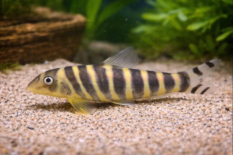 Botia dario 5-6cm