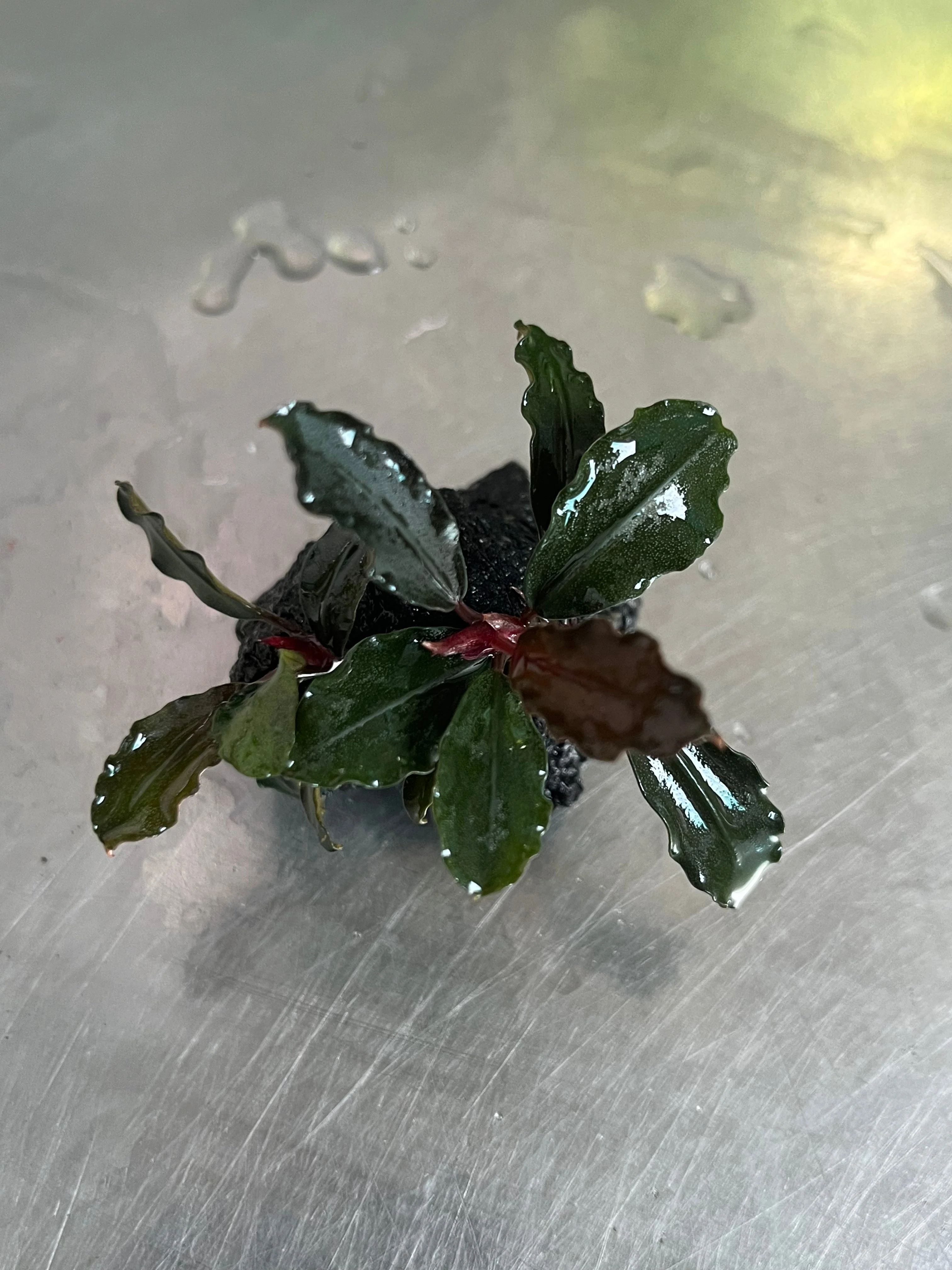 Bucephalandra Brownie Ghost Aquarium Plant: Easy Care, Vibrant, Low Light Aquatic Plant - Image 2