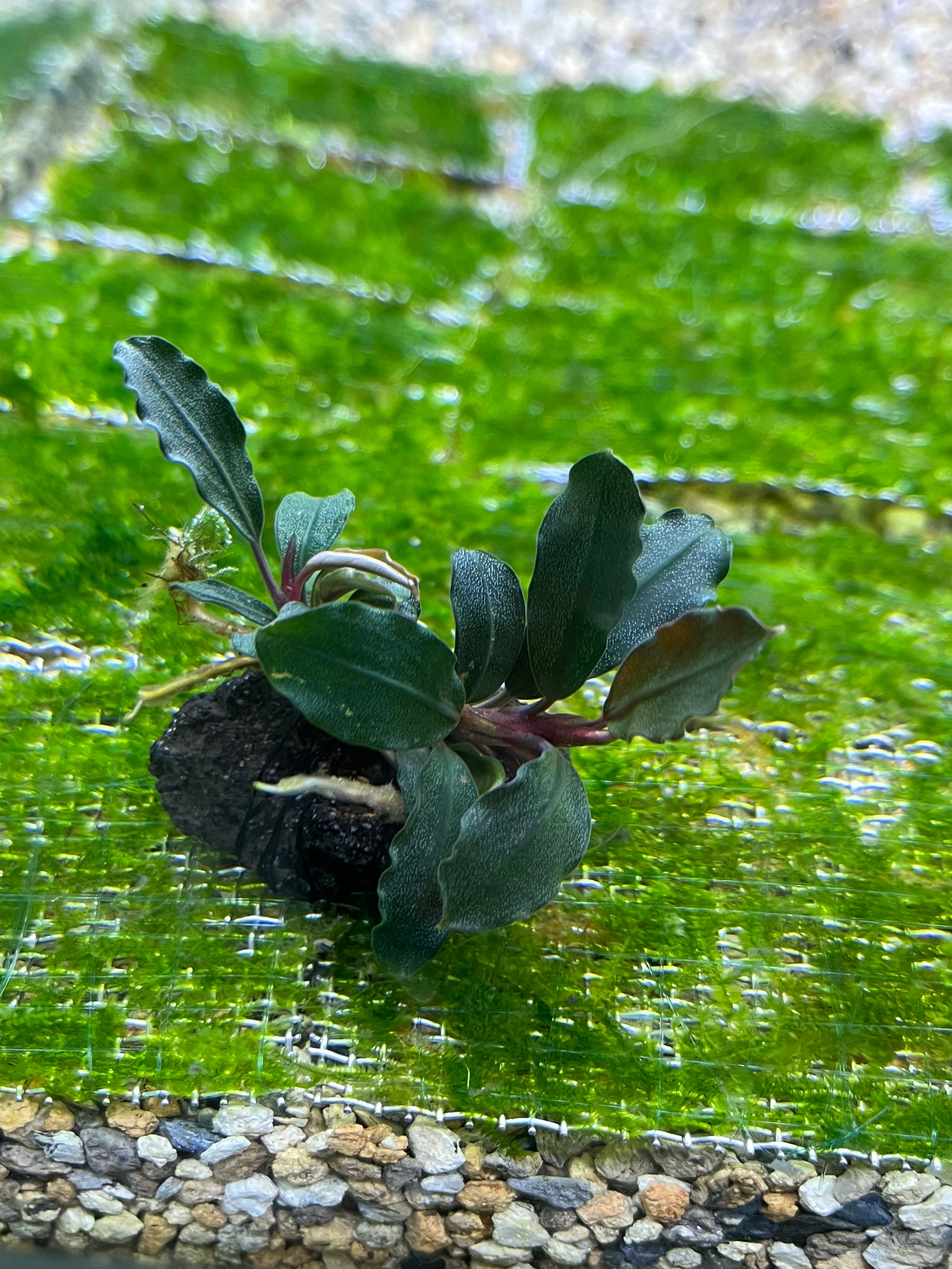 Bucephalandra Brownie Ghost Aquarium Plant: Easy Care, Vibrant, Low Light Aquatic Plant - Image 3