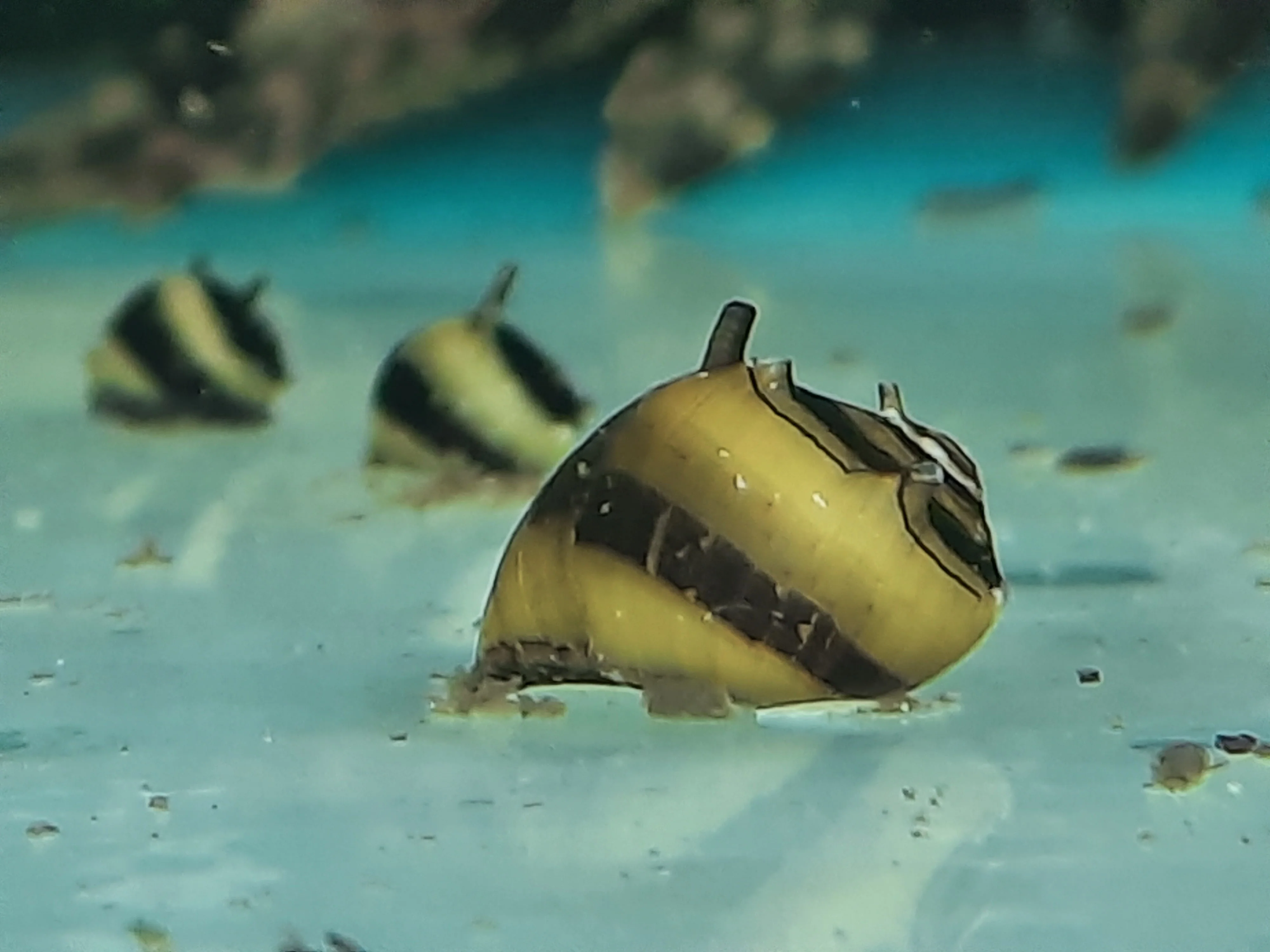 Bumblebee horned snail - Image 2