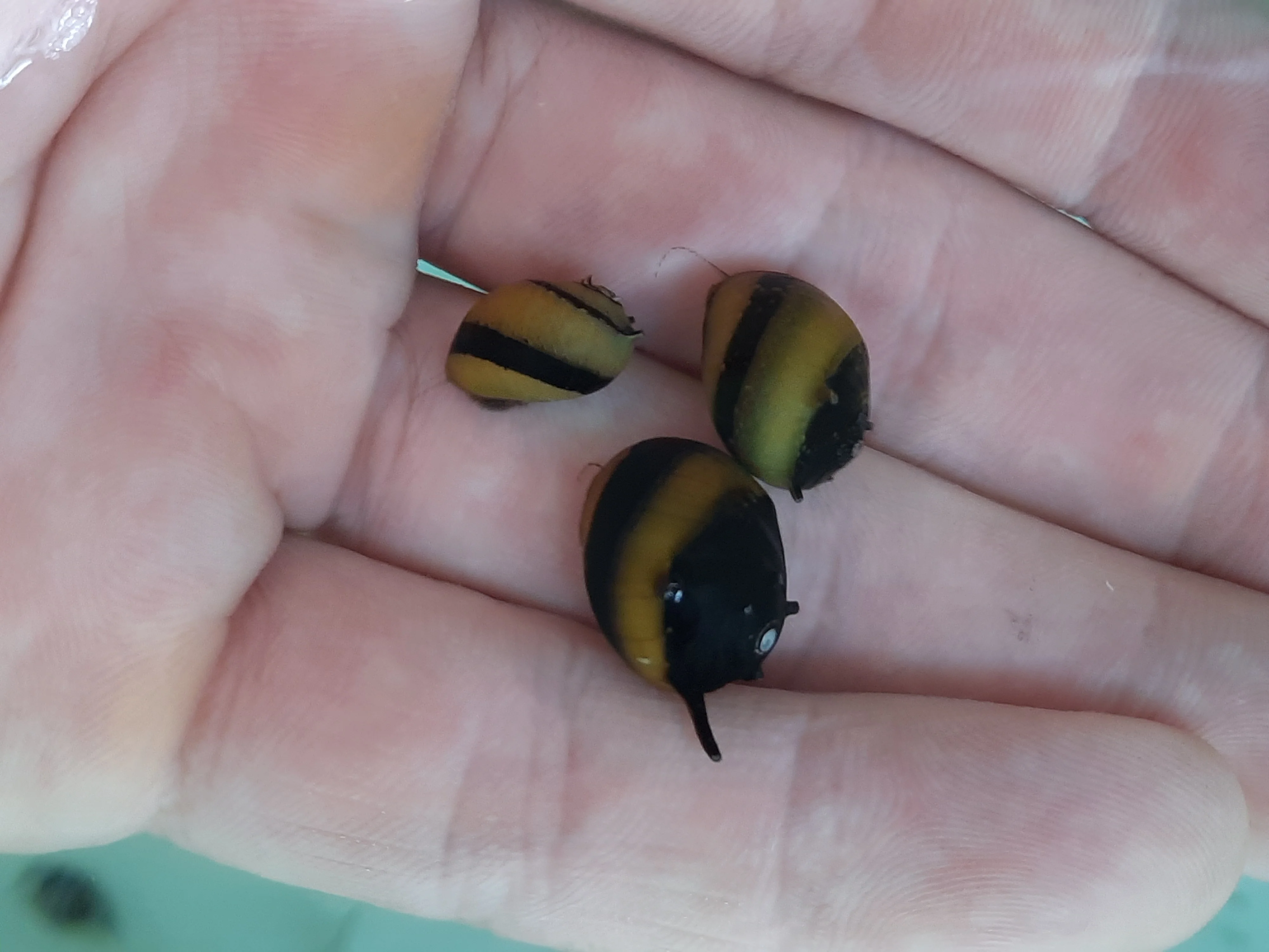 Bumblebee horned snail - Image 3