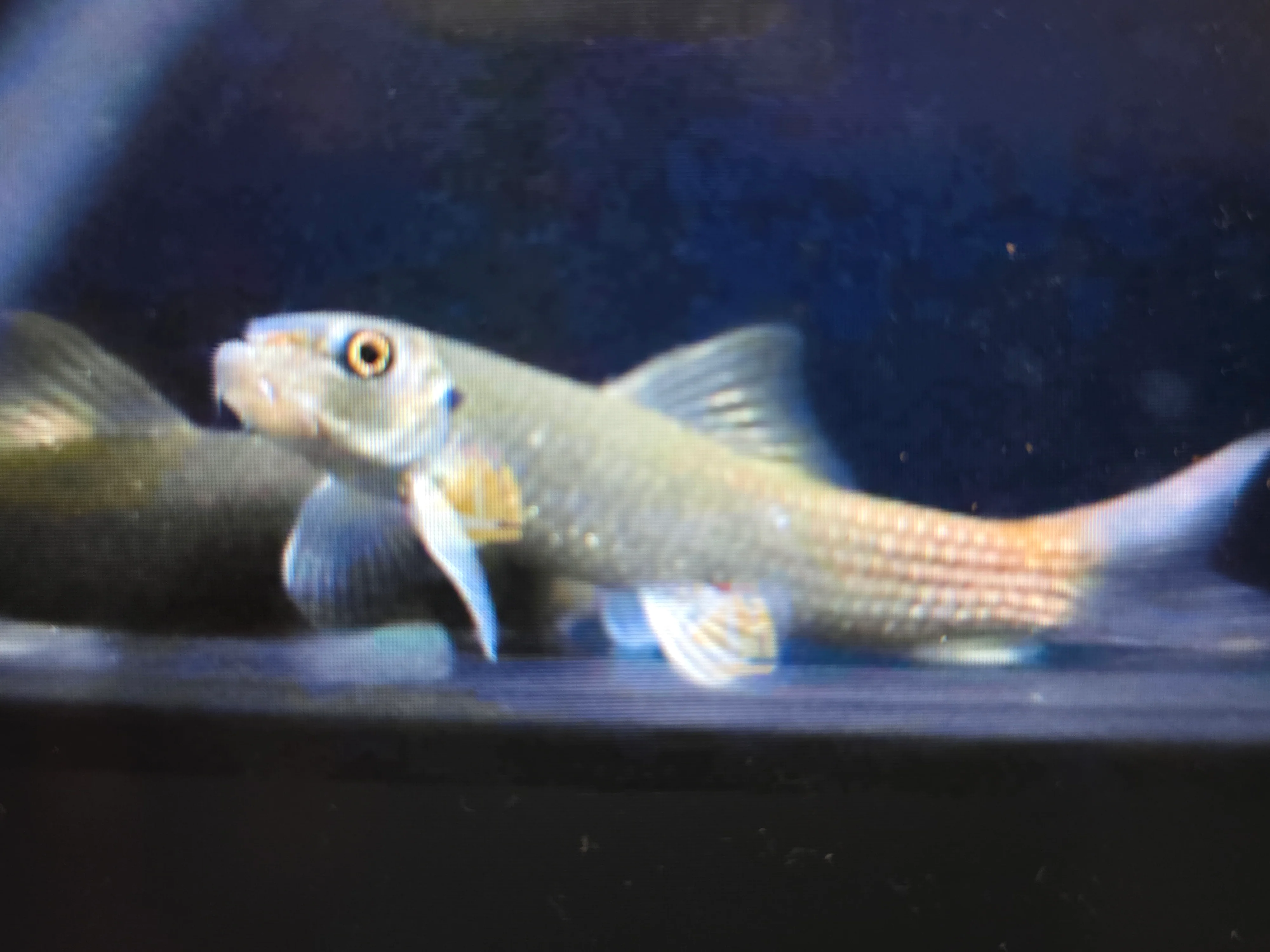 Burmese red tail garra 5cm - Image 2