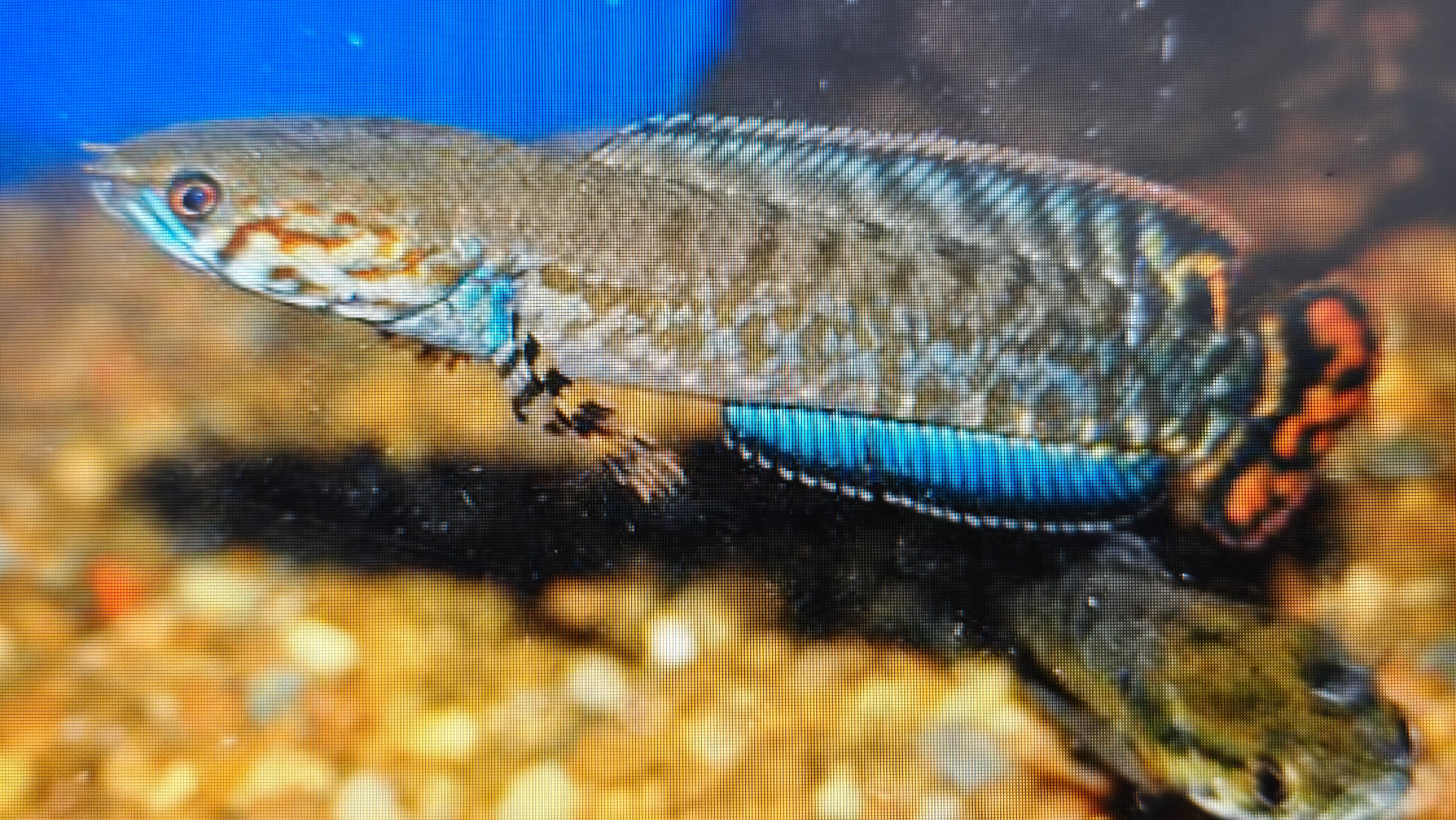 Channa Bleheri 7-10cm