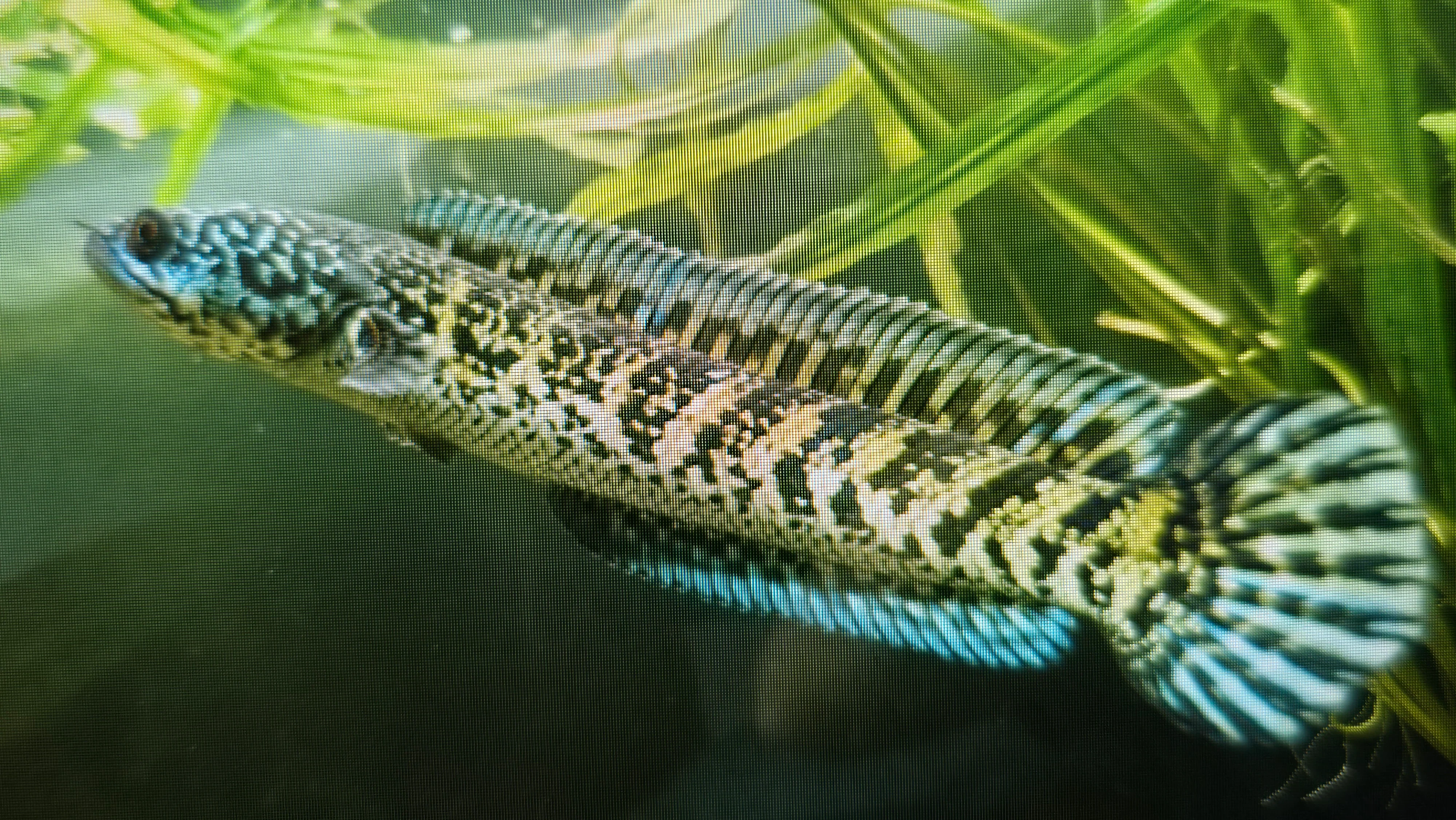 Channa golden cobra 7-10cm