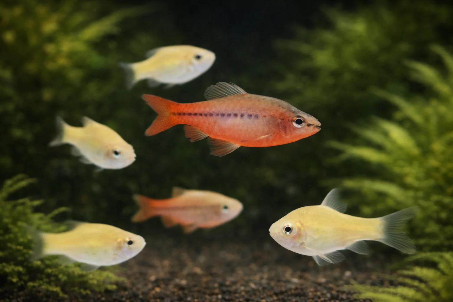 Cherry Barb (3cm)