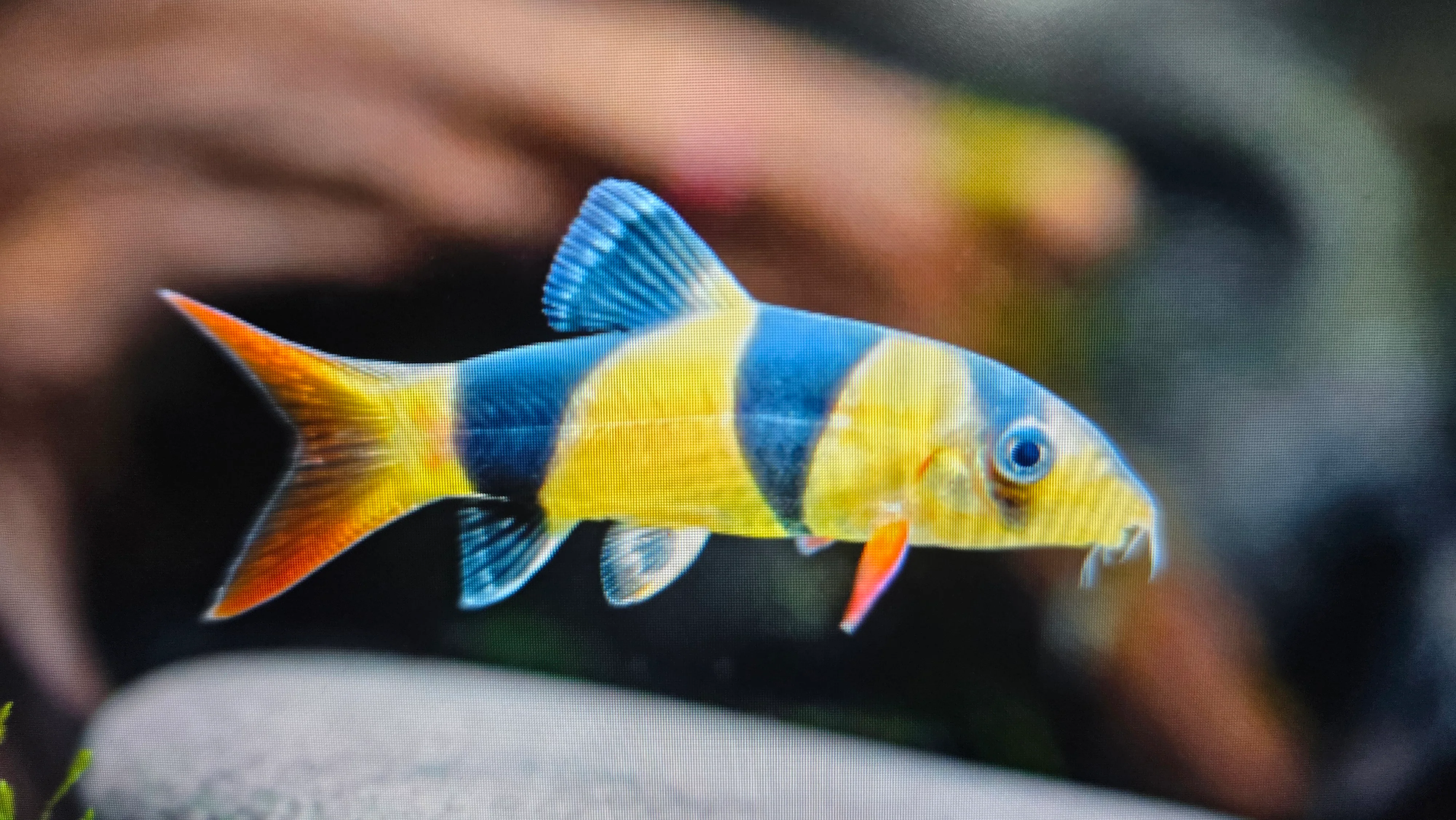 Clown loach 4cm- 10cm