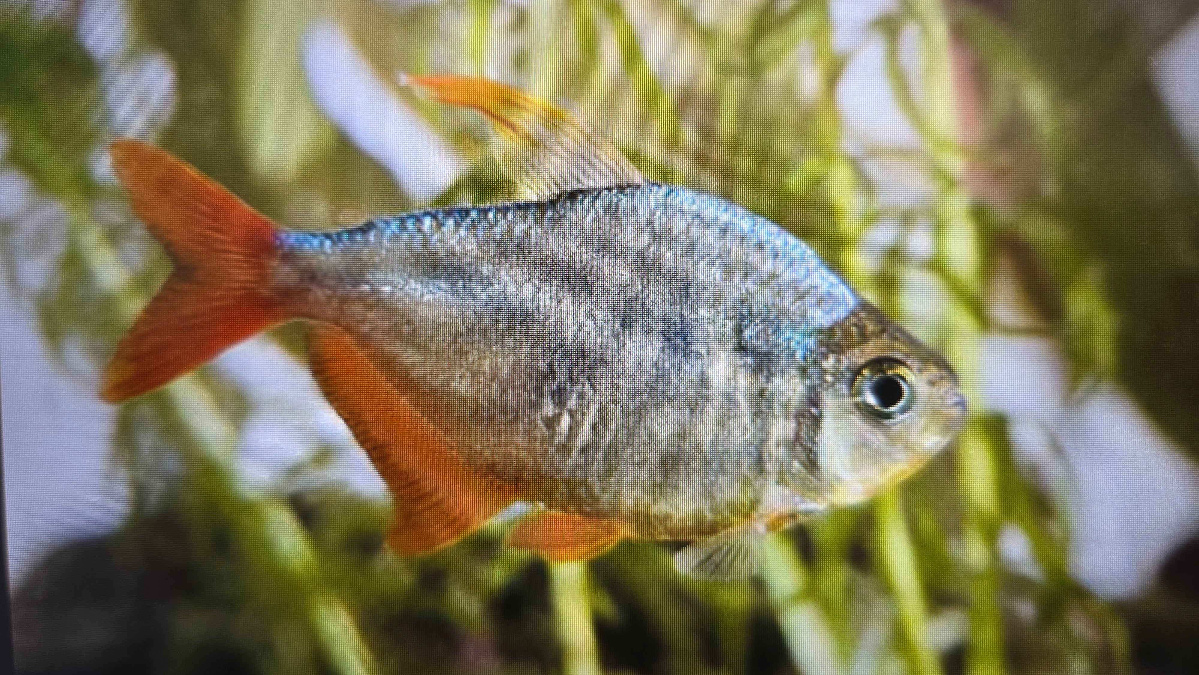 Colombian tetra 3cm - Image 2