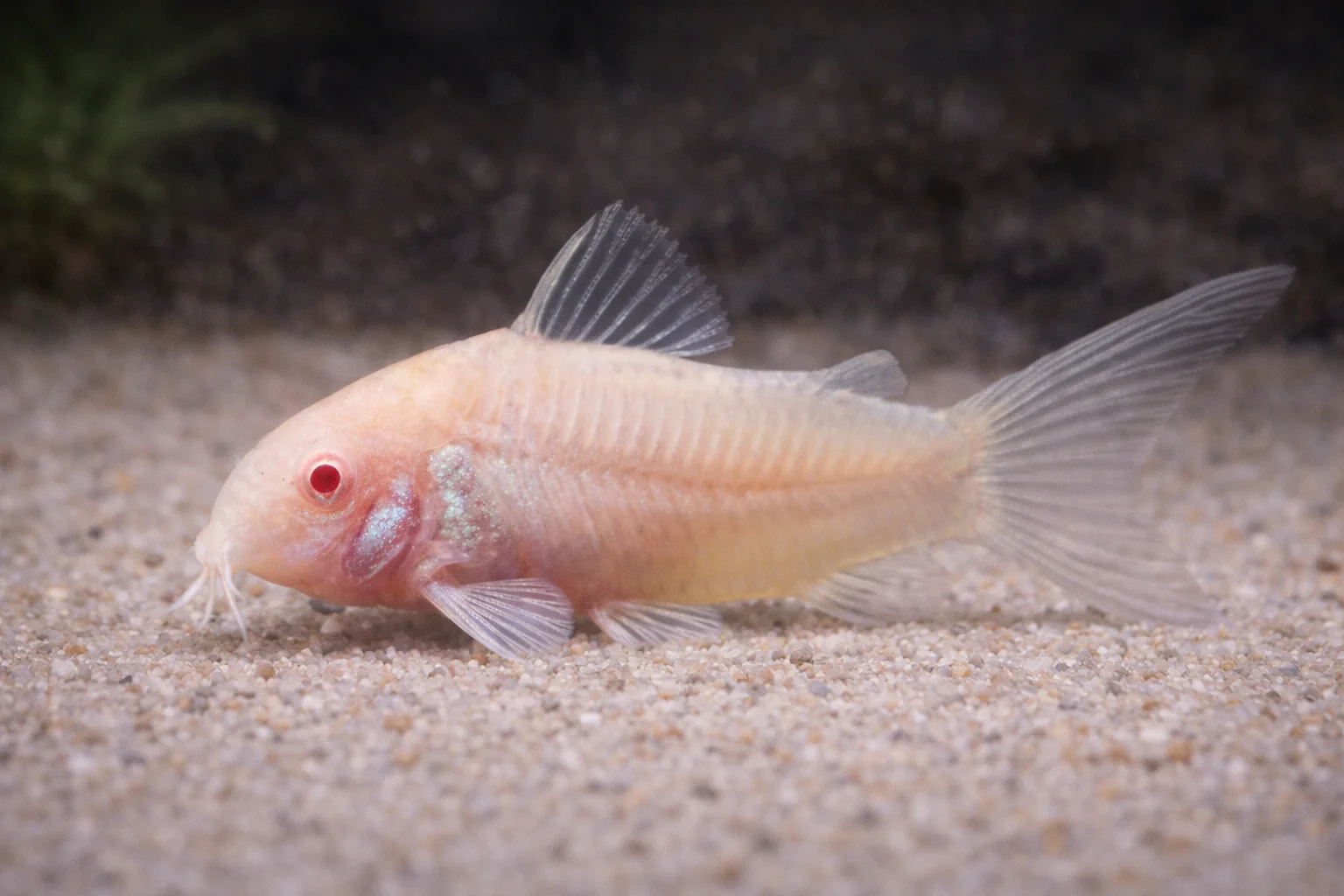 Corydoras Albino (3cm)
