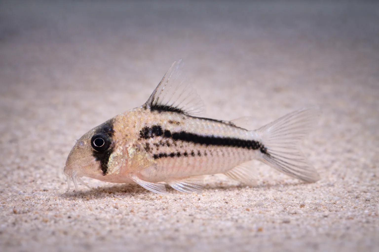 Corydoras Axelrodi (3cm)