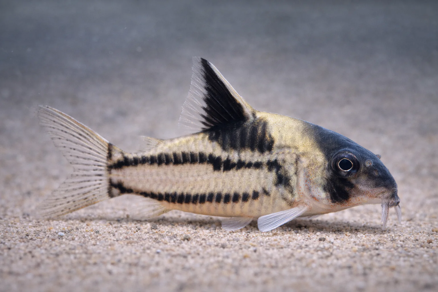 Corydoras cw127 (4cm)