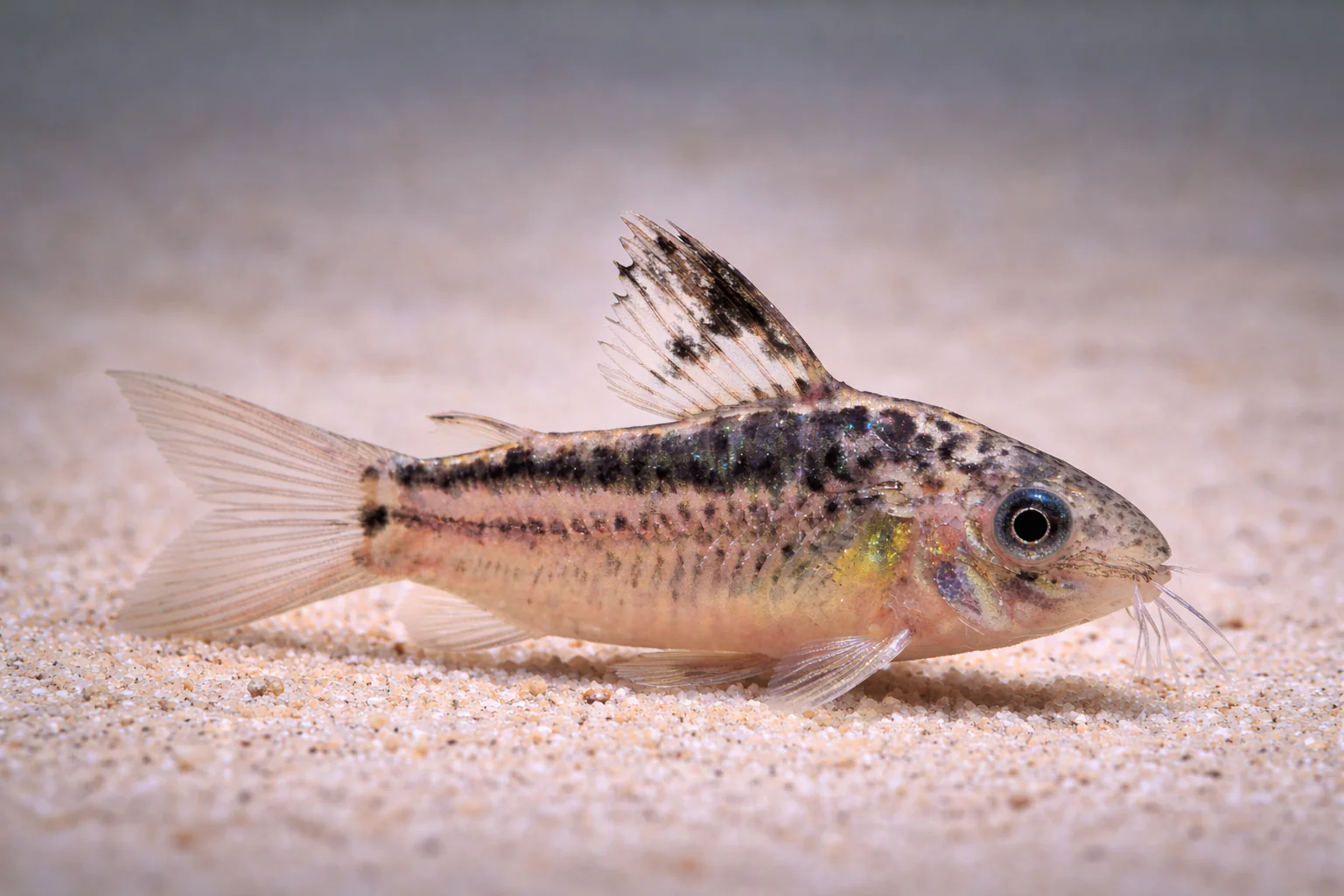 Corydoras Elegans (3cm)