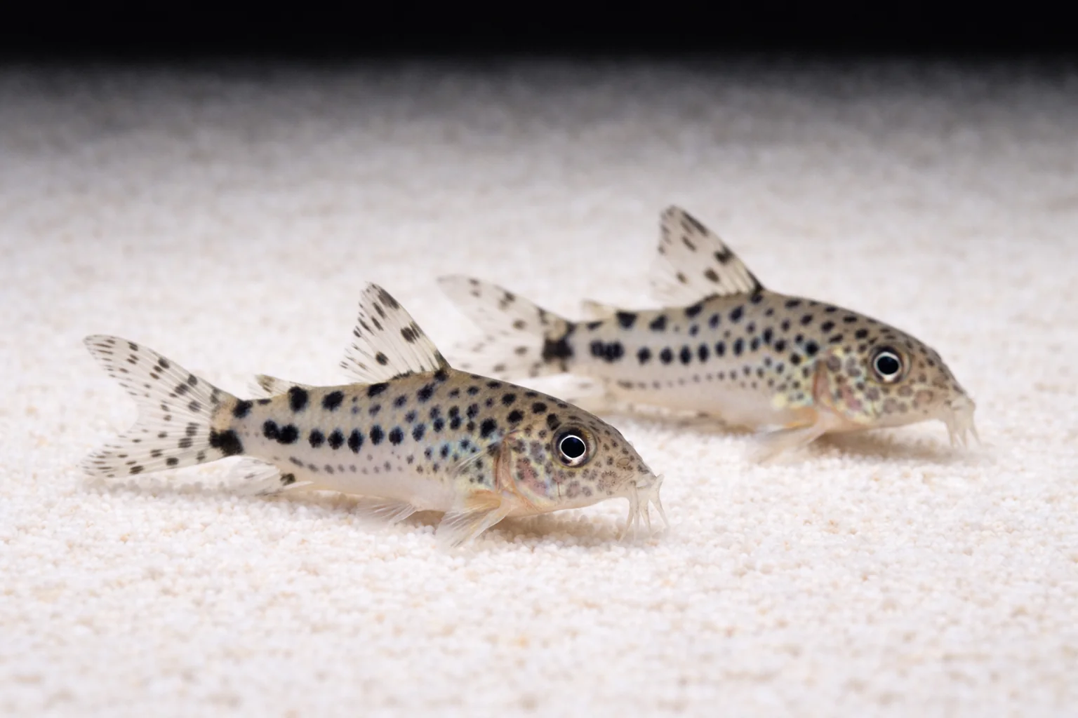 Corydoras knaacki 2cm