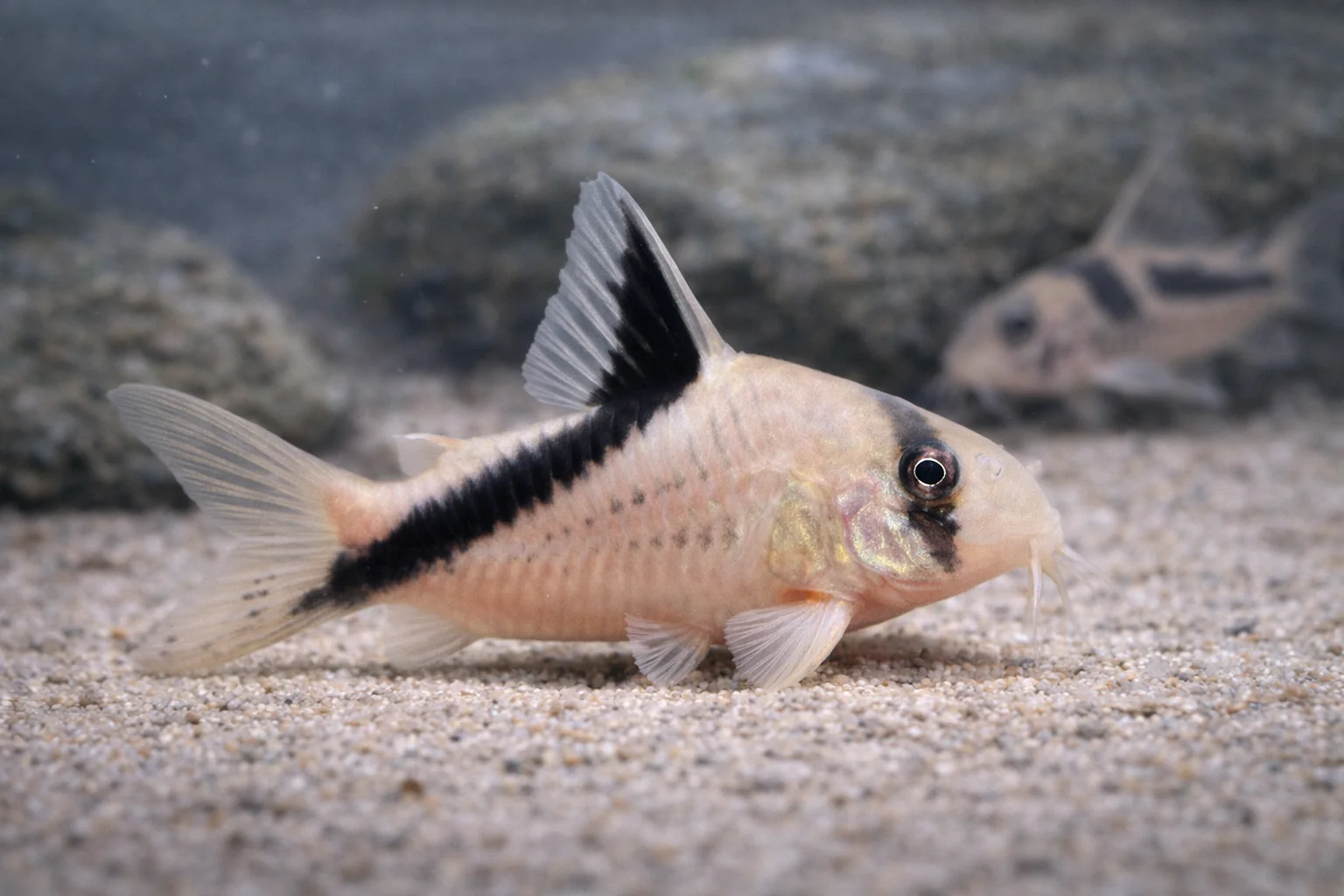 Corydoras Melini (4cm)